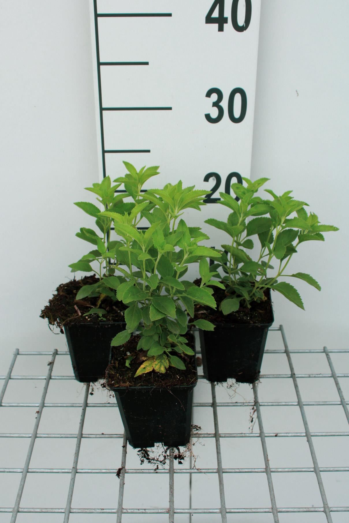Veronica longifolia'Schneeriesin'- pot 9x9 cm - Ereprijs afbeelding
