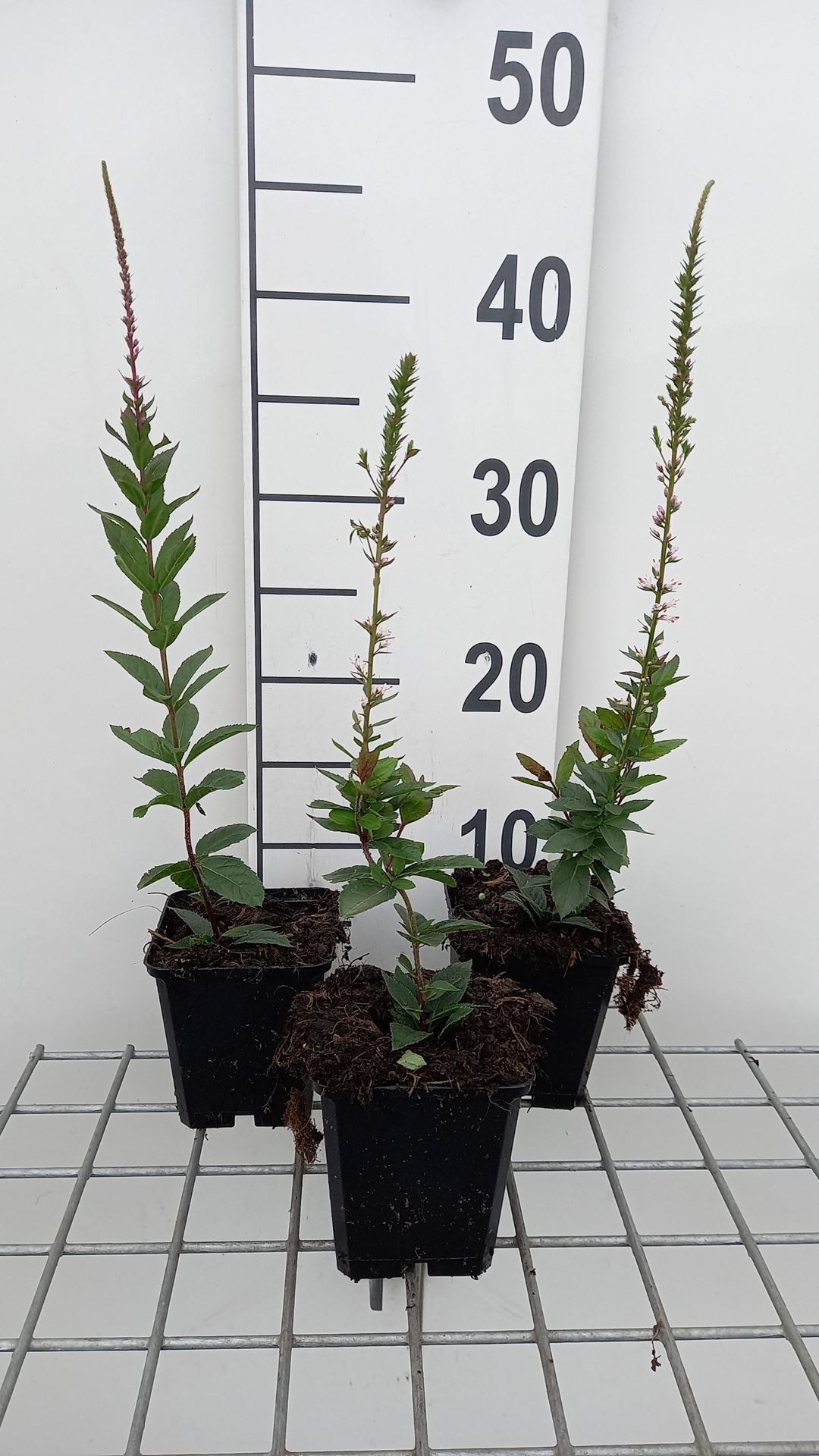 Veronicastrum virginicum'Erika'- pot 9x9 cm - afbeelding