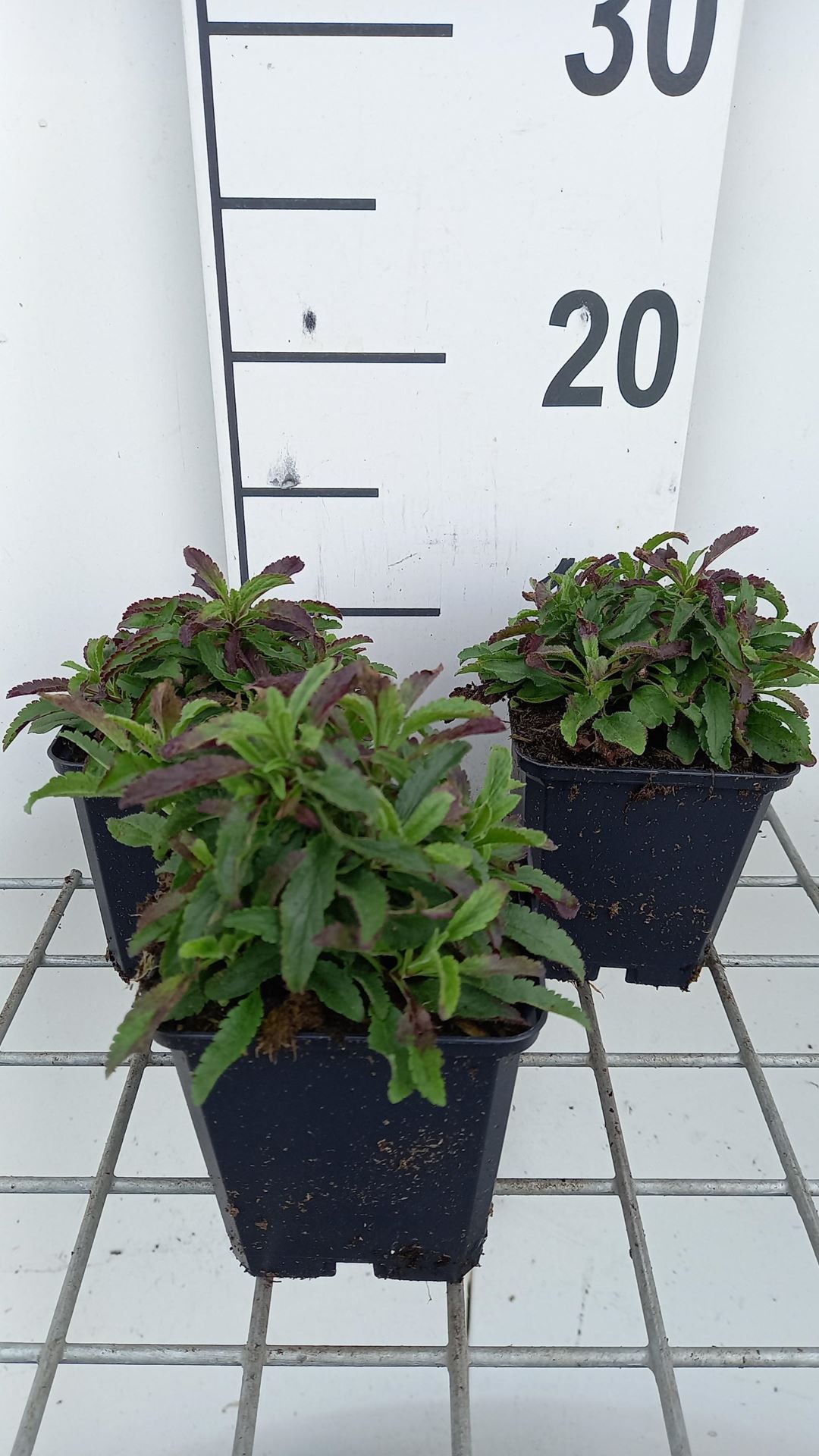 Veronica spicata'Heidekind'- pot 9x9 cm - Ereprijs afbeelding