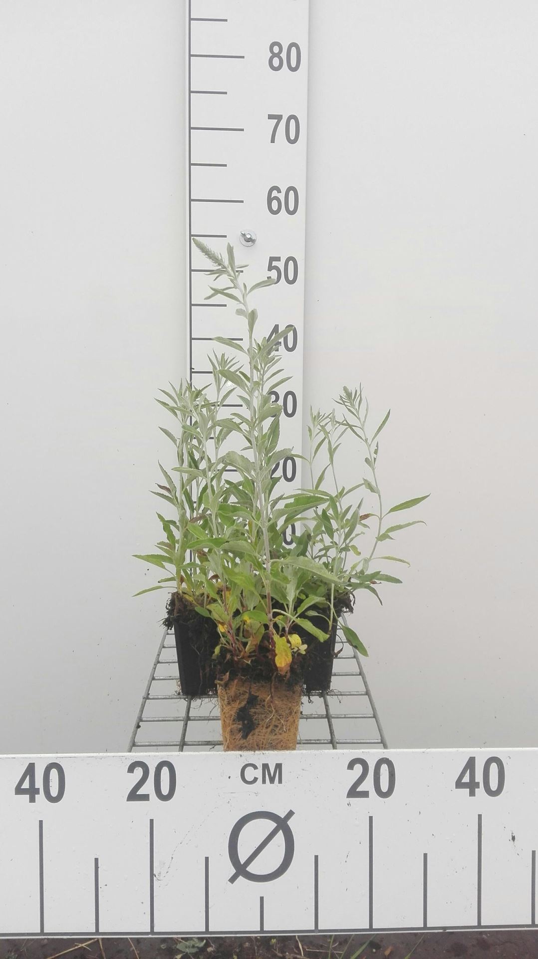 Veronica spicata subsp. incana - pot 9x9 cm afbeelding