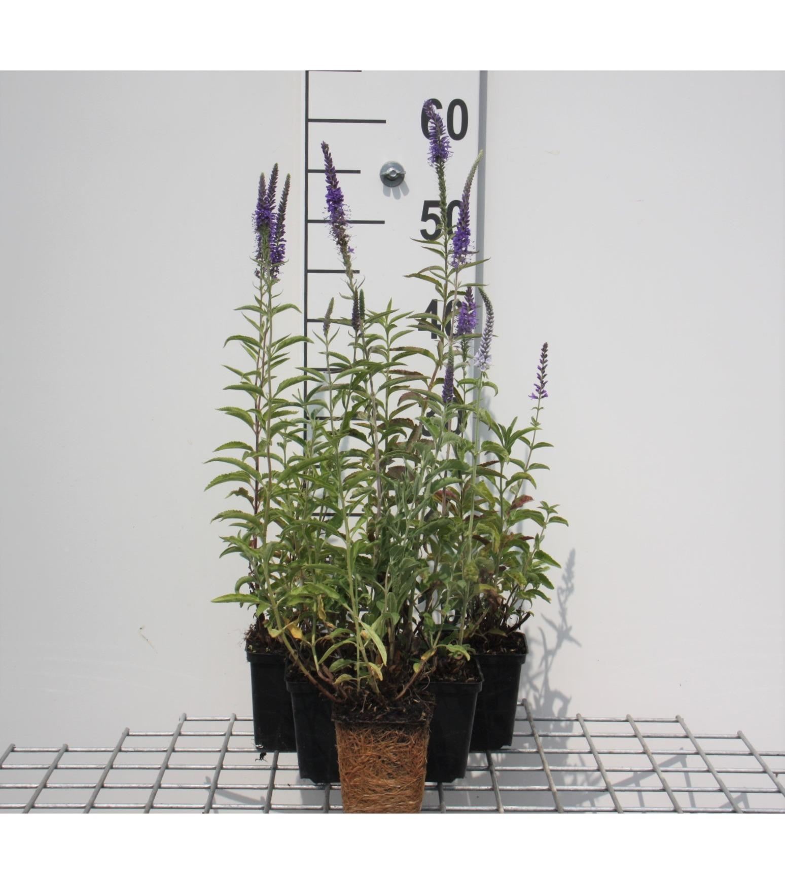 Veronica spicata - pot 9x9 cm - Aarereprijs afbeelding