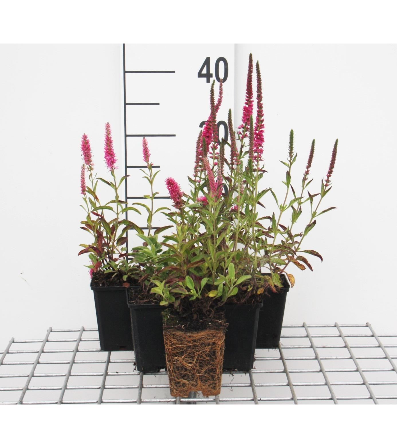 Veronica spicata'Rotfuchs'- pot 9x9 cm - Aar-ereprijs afbeelding