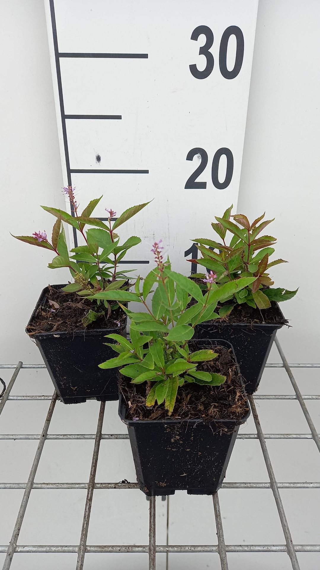 Veronicastrum virginicum'Adoration'- pot 9x9 cm - Virginische ereprijs afbeelding