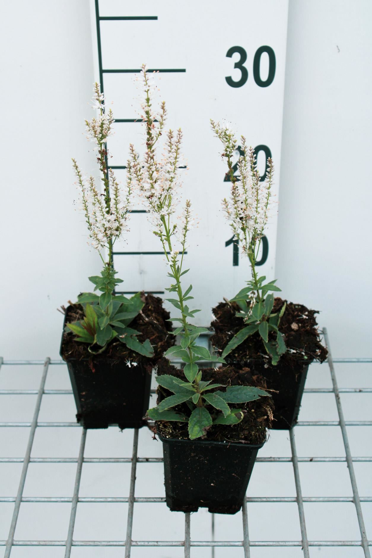 Veronicastrum virginicum'Album'- pot 9x9 cm - Virginische ereprijs afbeelding