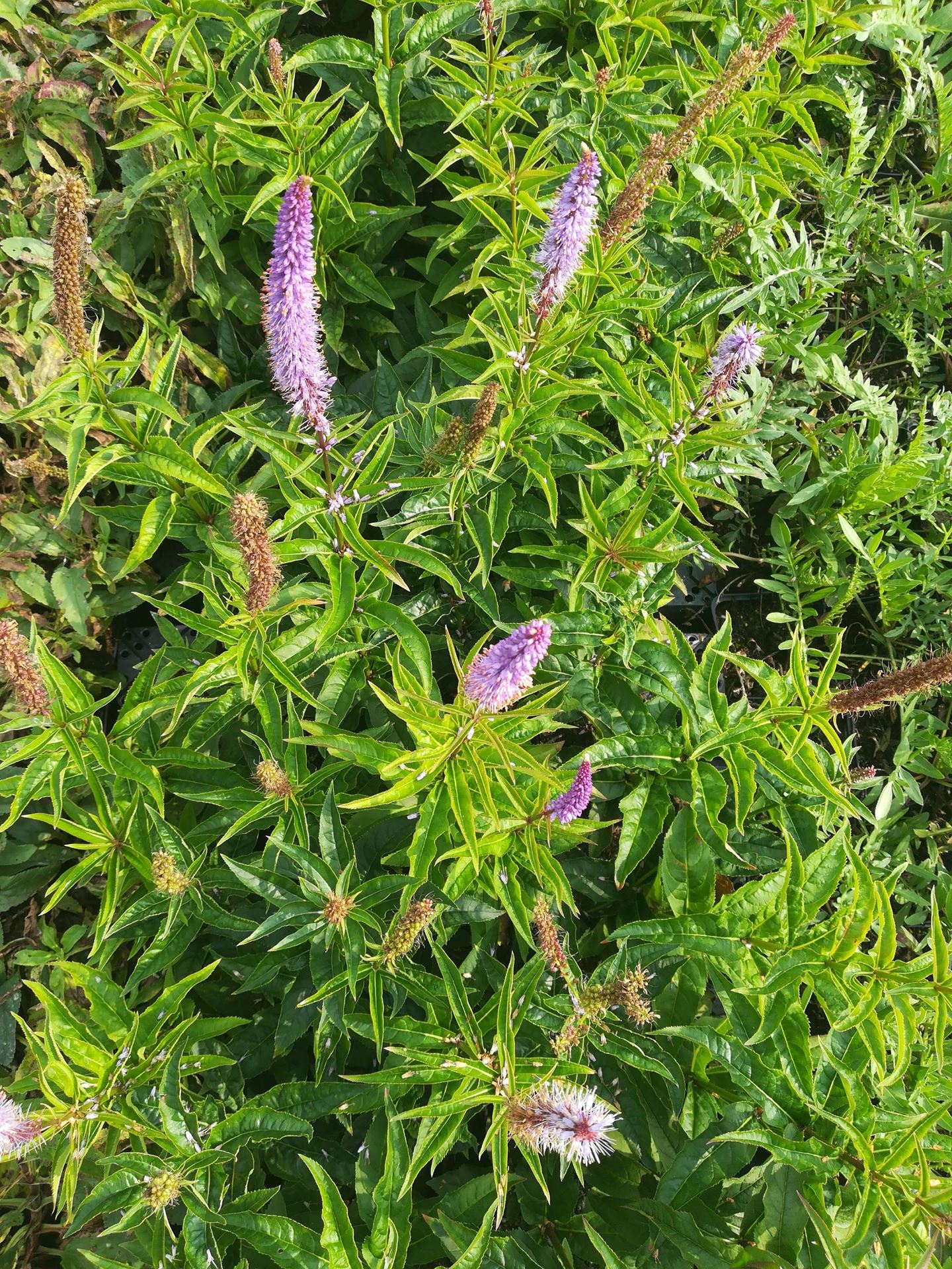 Veronicastrum virginicum'Cupid'- pot 9x9 cm - Virginische ereprijs afbeelding