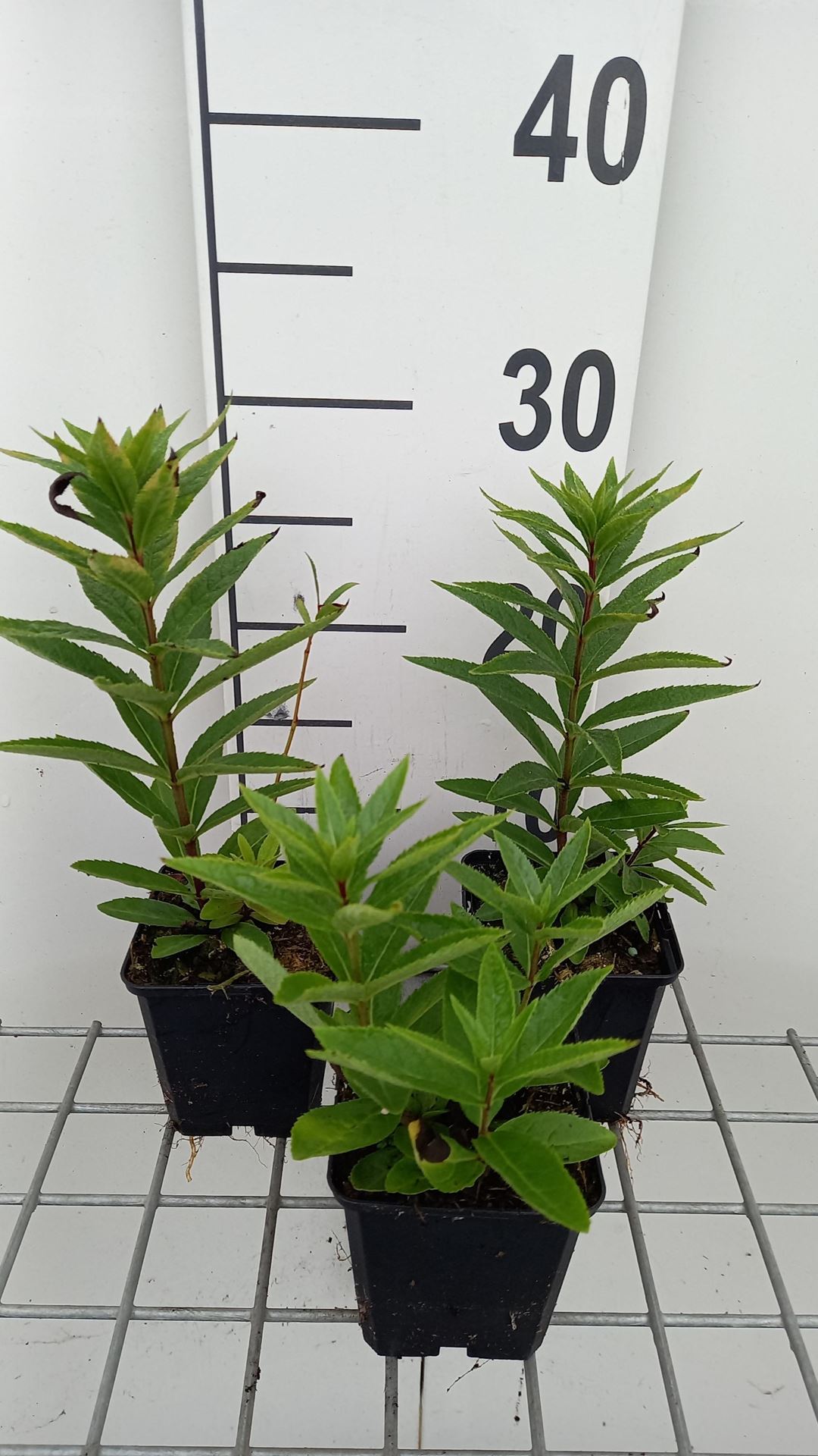 Veronicastrum virginicum'Diana'- pot 9x9 cm - Virginische ereprijs afbeelding