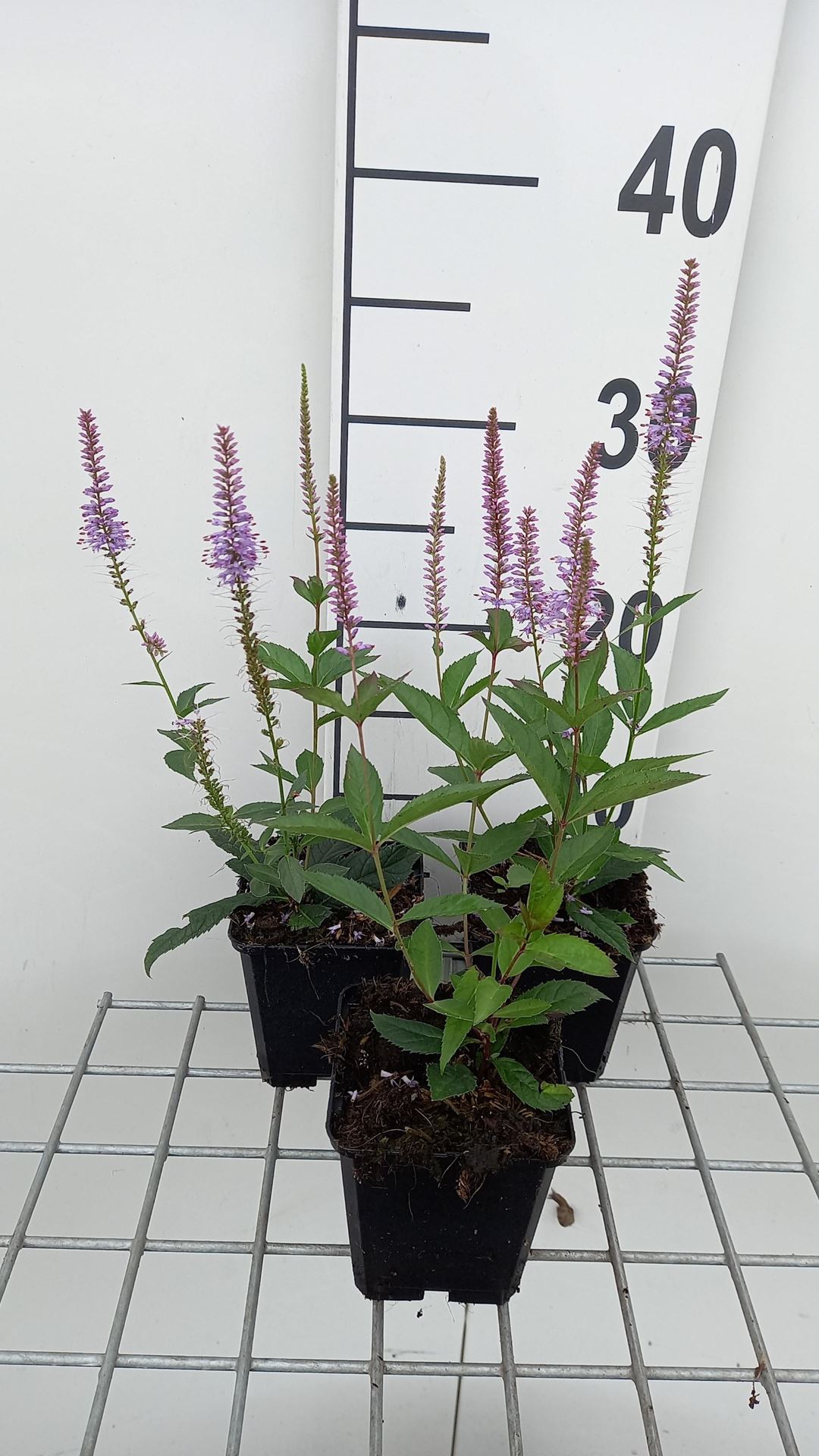 Veronicastrum virginicum'Fascination'- pot 9x9 cm - Virginische ereprijs afbeelding