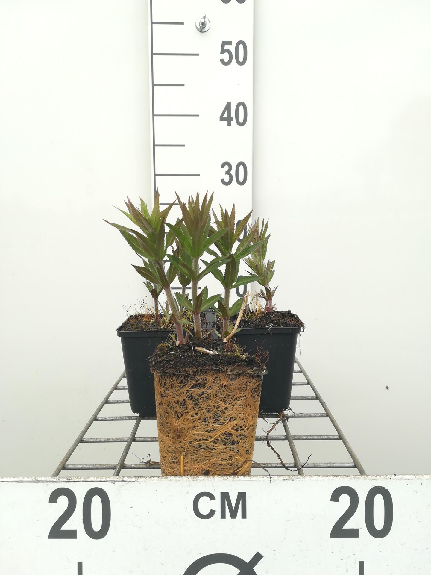 Veronicastrum virginicum'Lavendelturm'- pot 9x9 cm - Virginische ereprijs afbeelding