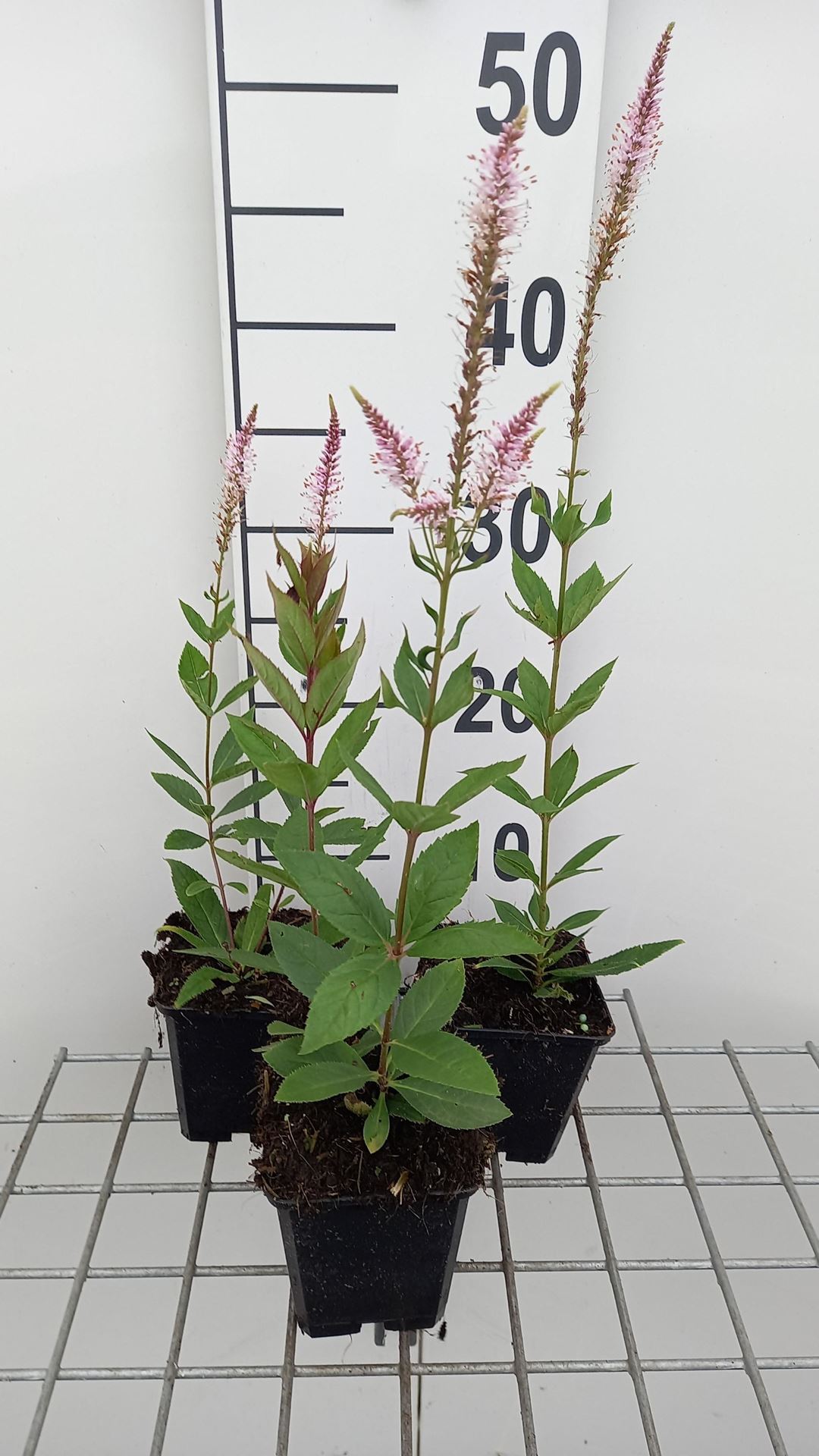 Veronicastrum virginicum'Pink Glow'- pot 9x9 cm - Virginische ereprijs afbeelding