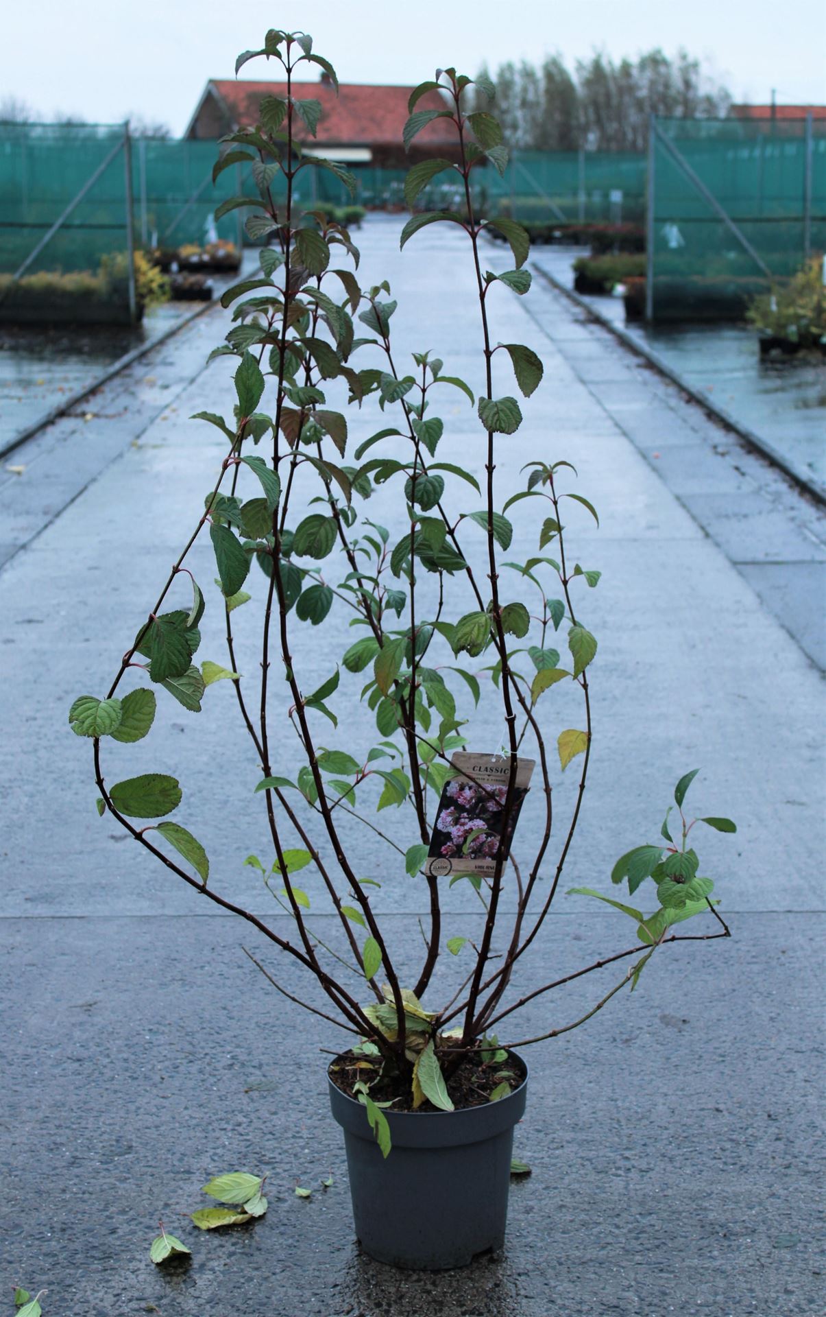 Viburnum x bodnantense'Charles Lamont'- pot 12L - 100-125 cm afbeelding