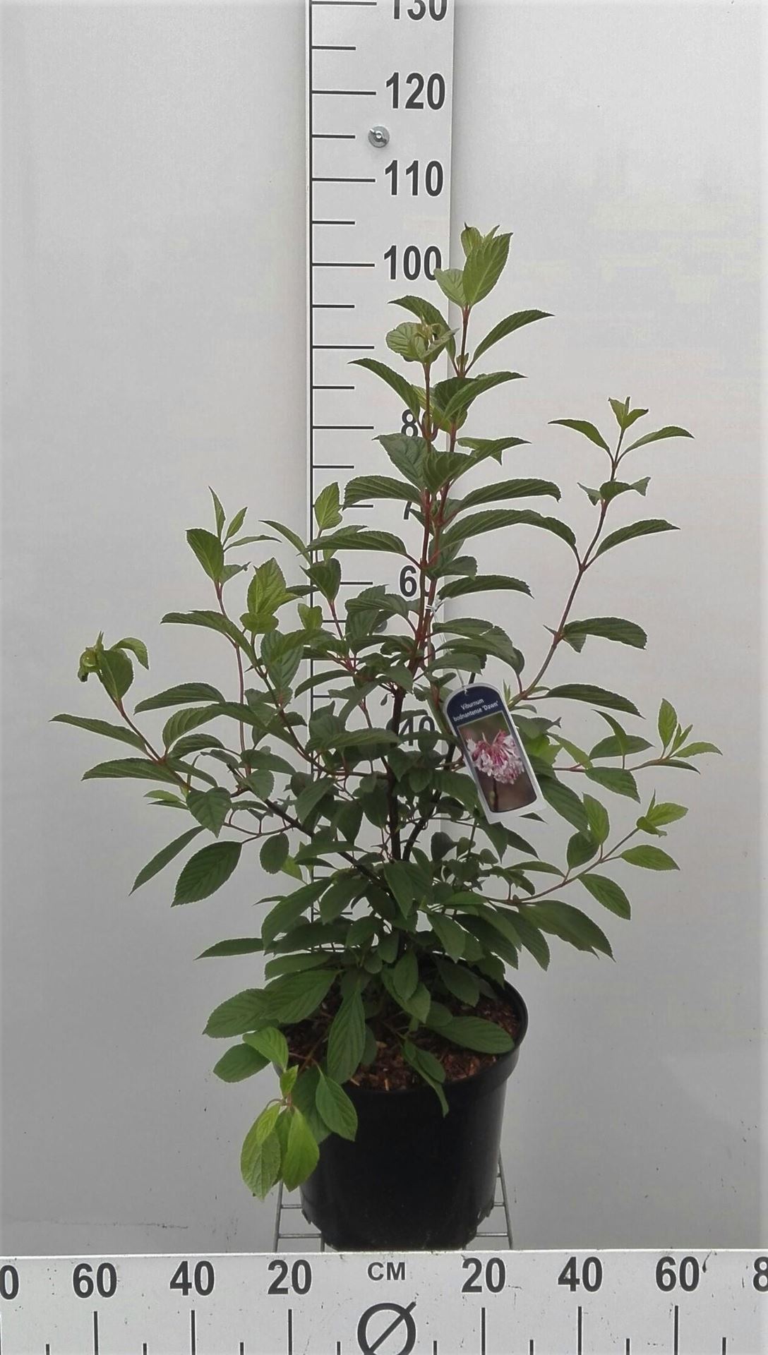 Viburnum x bodnantense 'Dawn' - pot - 80-100 cm