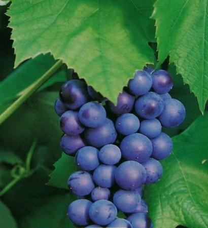 Vitis 'Boskoop Glory' - pot - 50-60 cm -