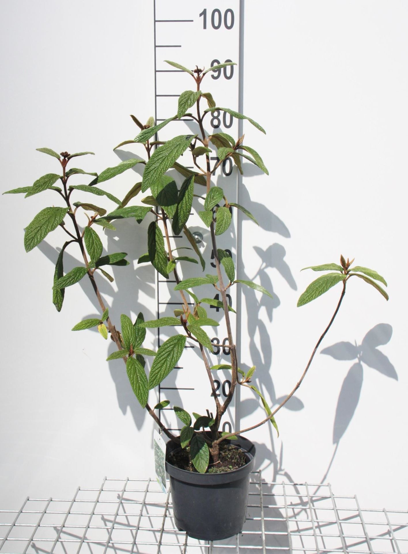 Viburnum rhytidophyllum - pot - 30-50 cm -