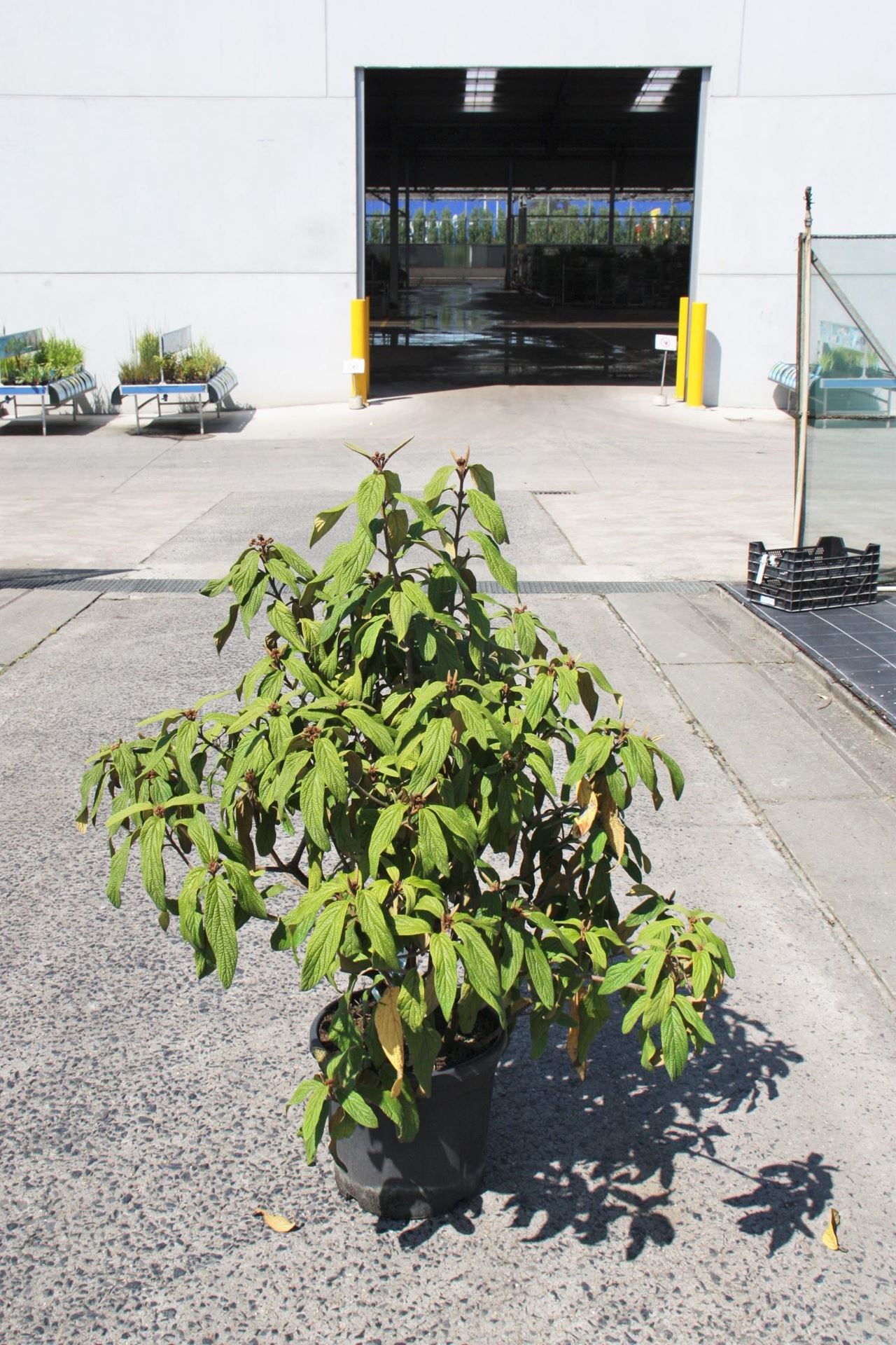 Viburnum rhytidophyllum - pot 12L - 80-100 cm afbeelding