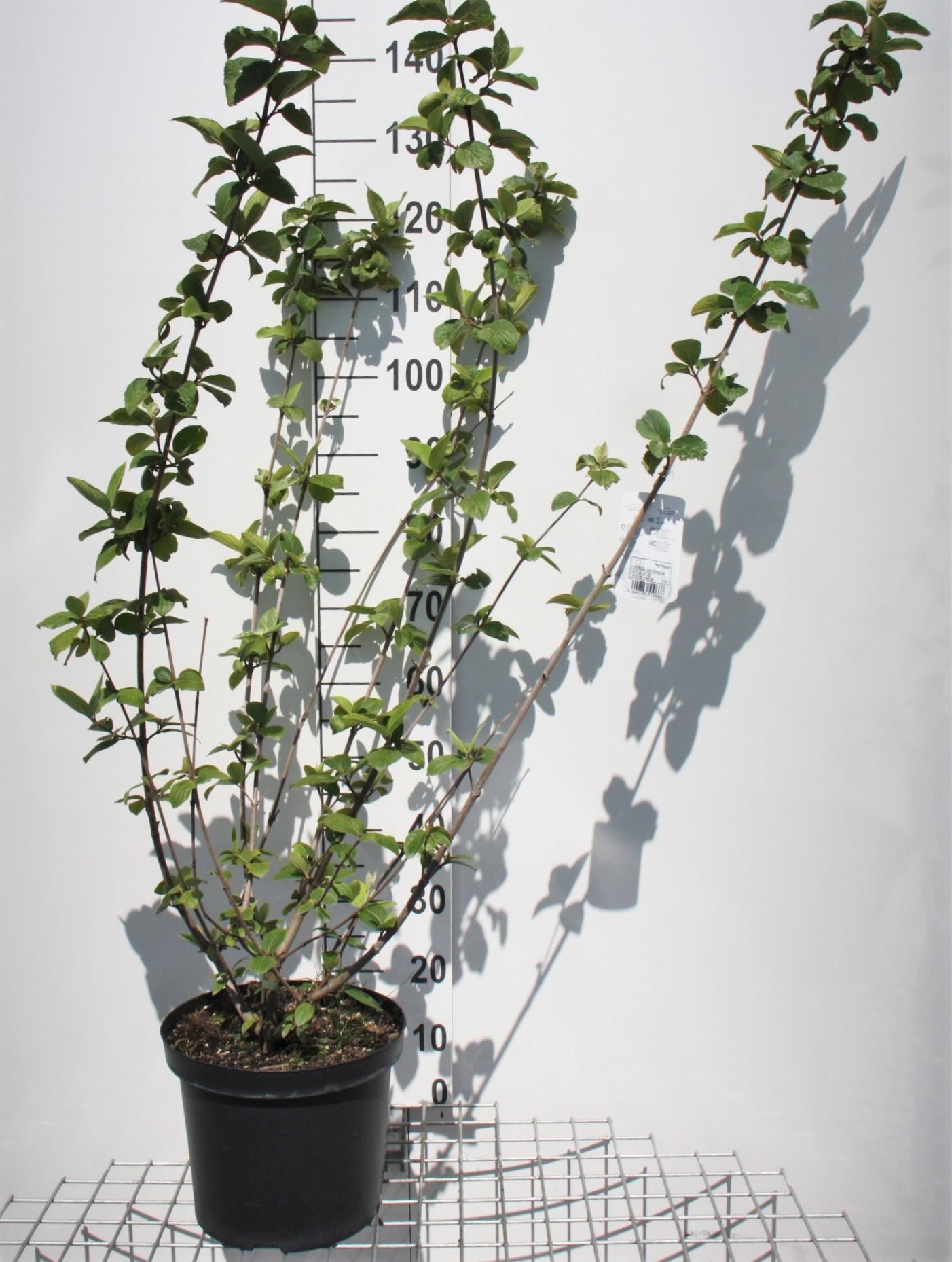 Viburnum x carlcephalum - pot 12L - 80-100 cm afbeelding