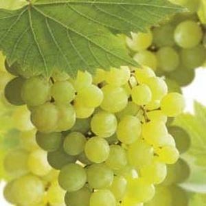 Vitis'Golden Champion'- pot - 50-60 cm - afbeelding