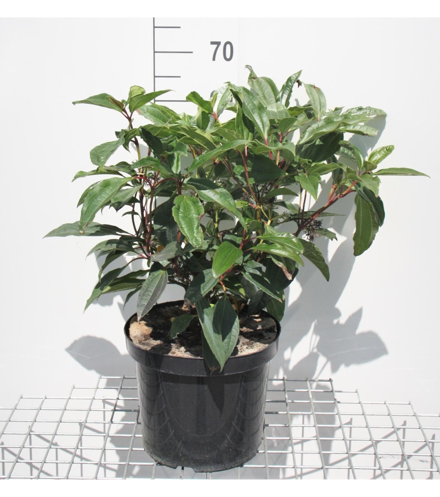 Viburnum davidii - pot 15L - 50-60 cm afbeelding