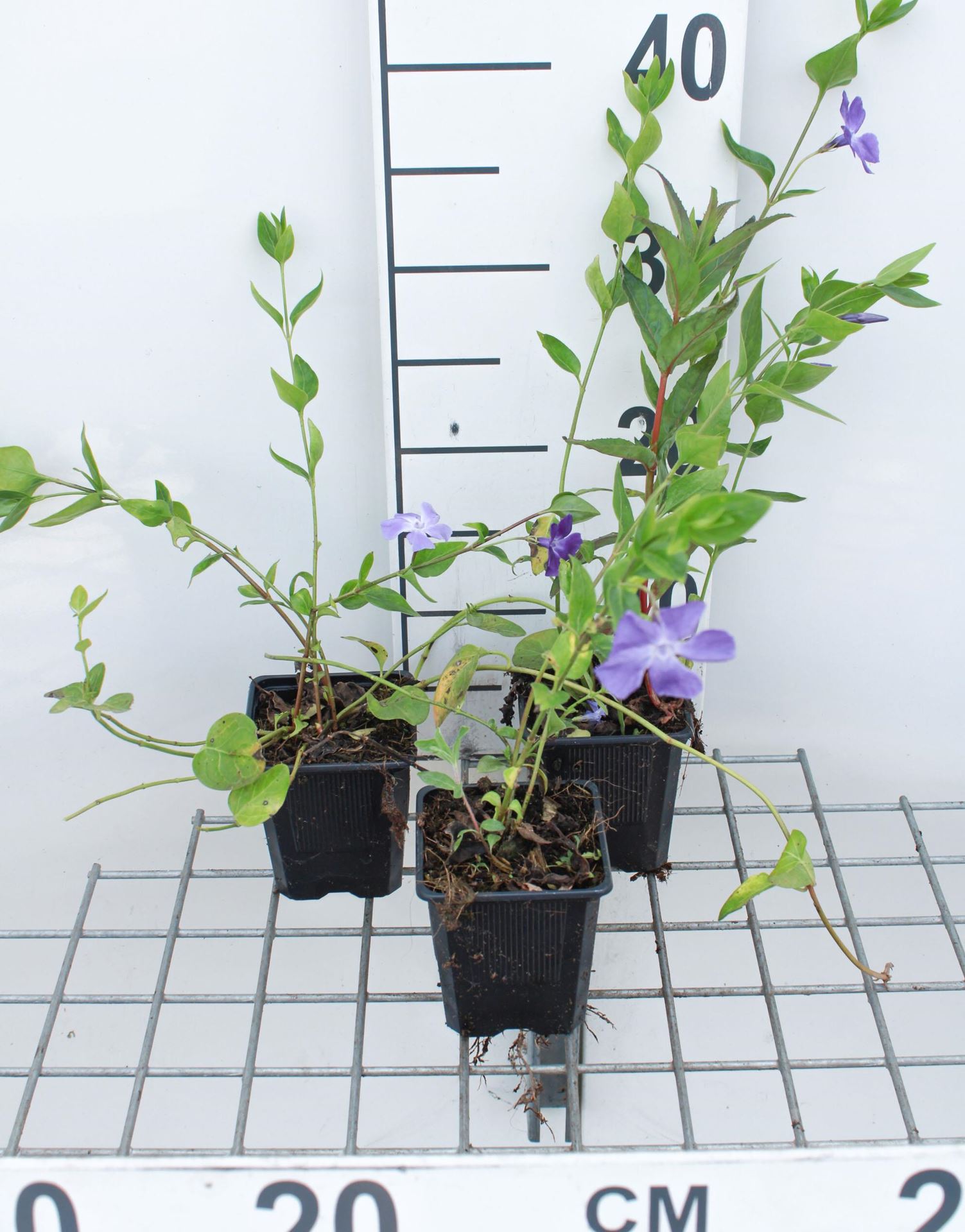 Vinca difformis - pot 9x9 cm afbeelding