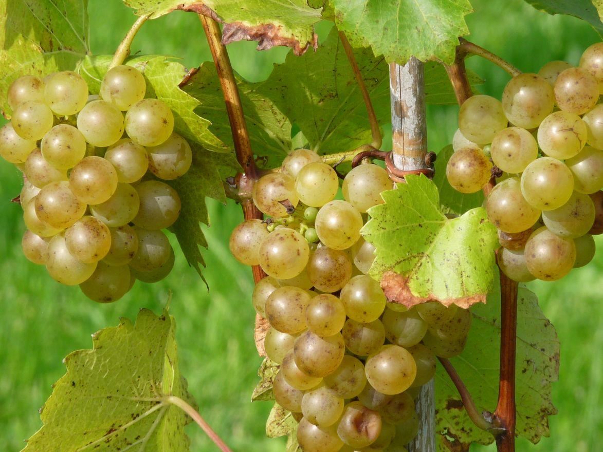 Vitis'Himrod'- pot - 50-60 cm - Pitloze witte druif afbeelding
