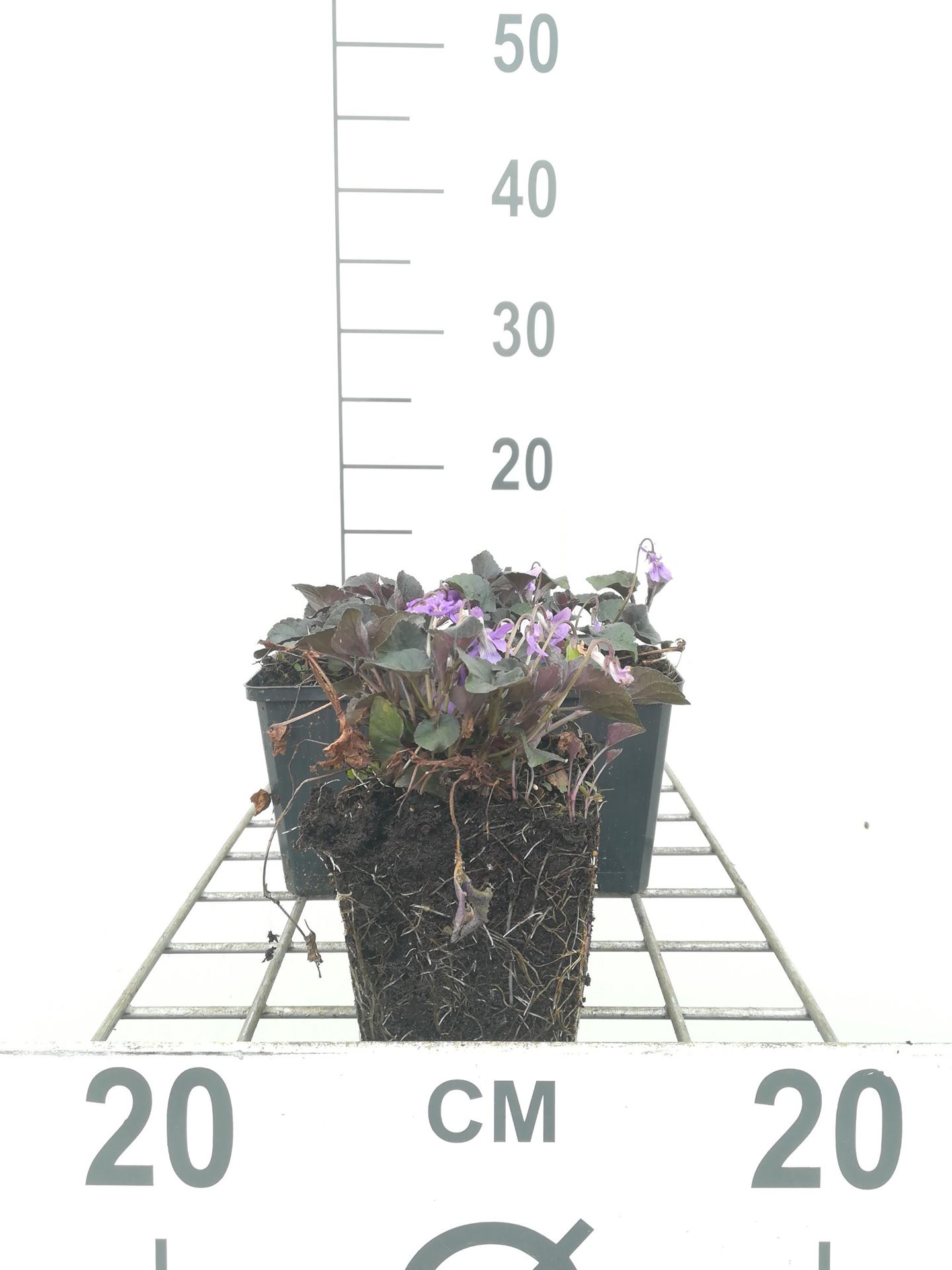 Viola labradorica - pot 9x9 cm afbeelding