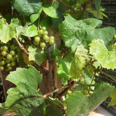 Vitis'Muscaat of Alexandria'(Muscaat van Alexandrie) - pot - 50-60 cm - afbeelding