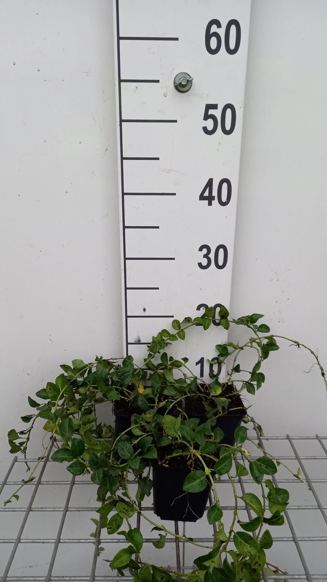 Vinca minor'La Grave'- Kleine Maagdenpalm - pot 9x9 cm - Kleine maagdenpalm afbeelding