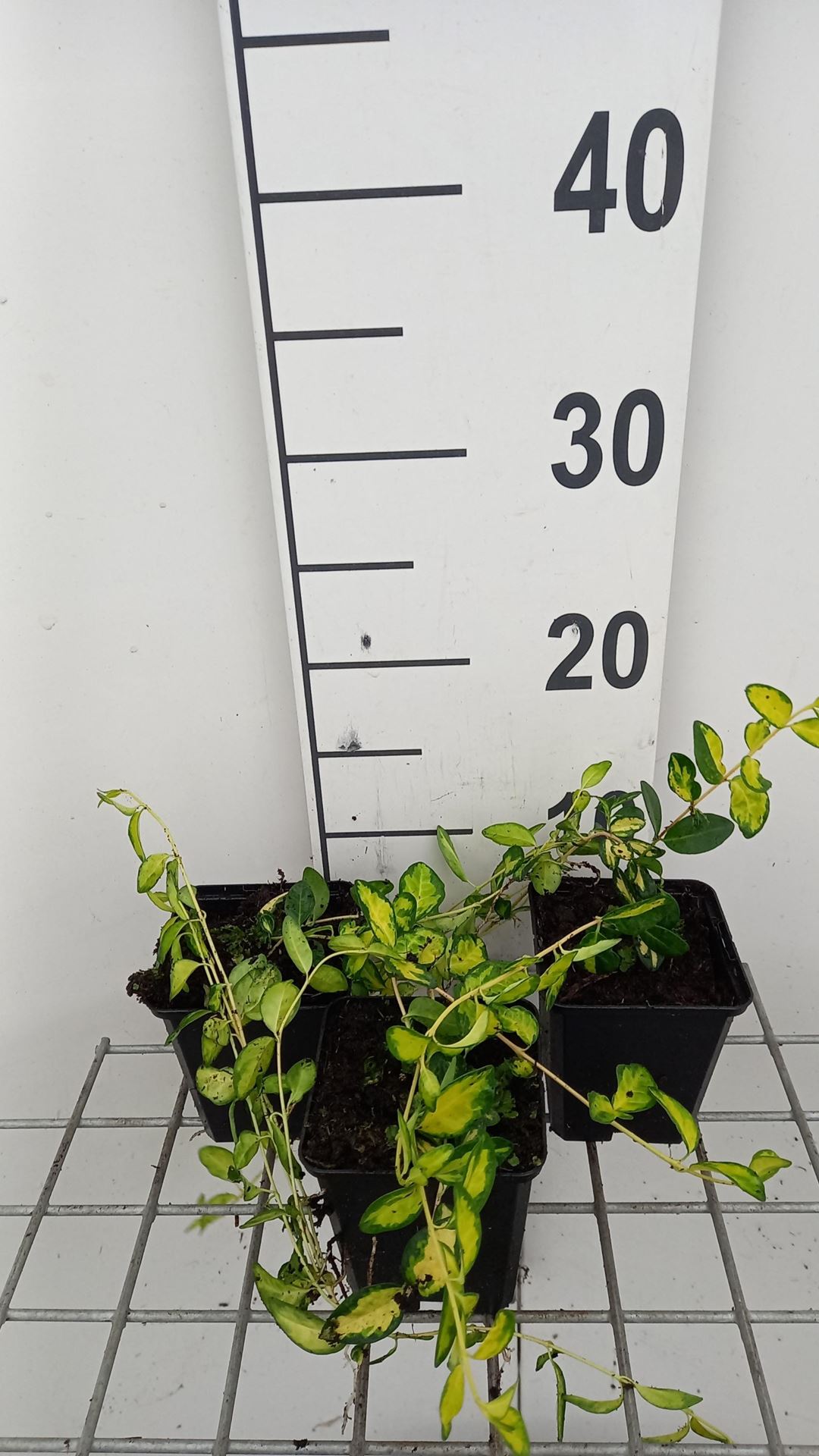 Vinca minor'Cahill'(Illumination) - pot 9x9 cm - afbeelding
