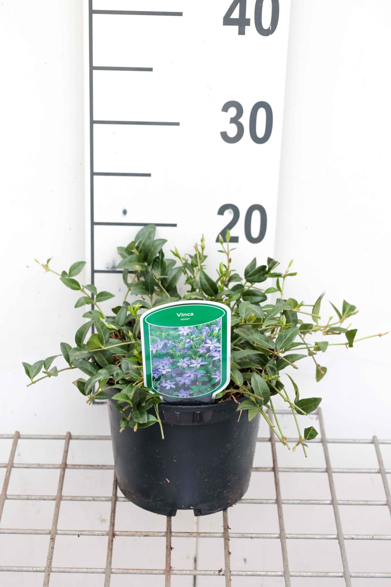 Vinca minor - pot 2L - 30-40 cm - Kleine maagdenpalm afbeelding