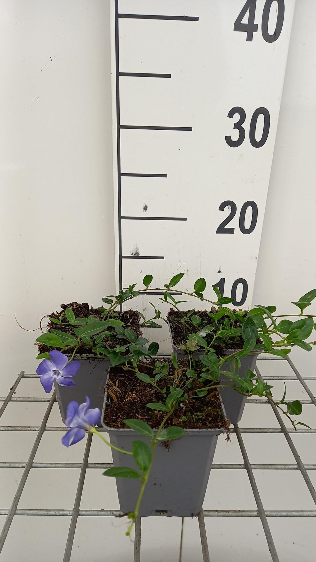 Vinca minor'Marie'- pot 9x9 cm afbeelding
