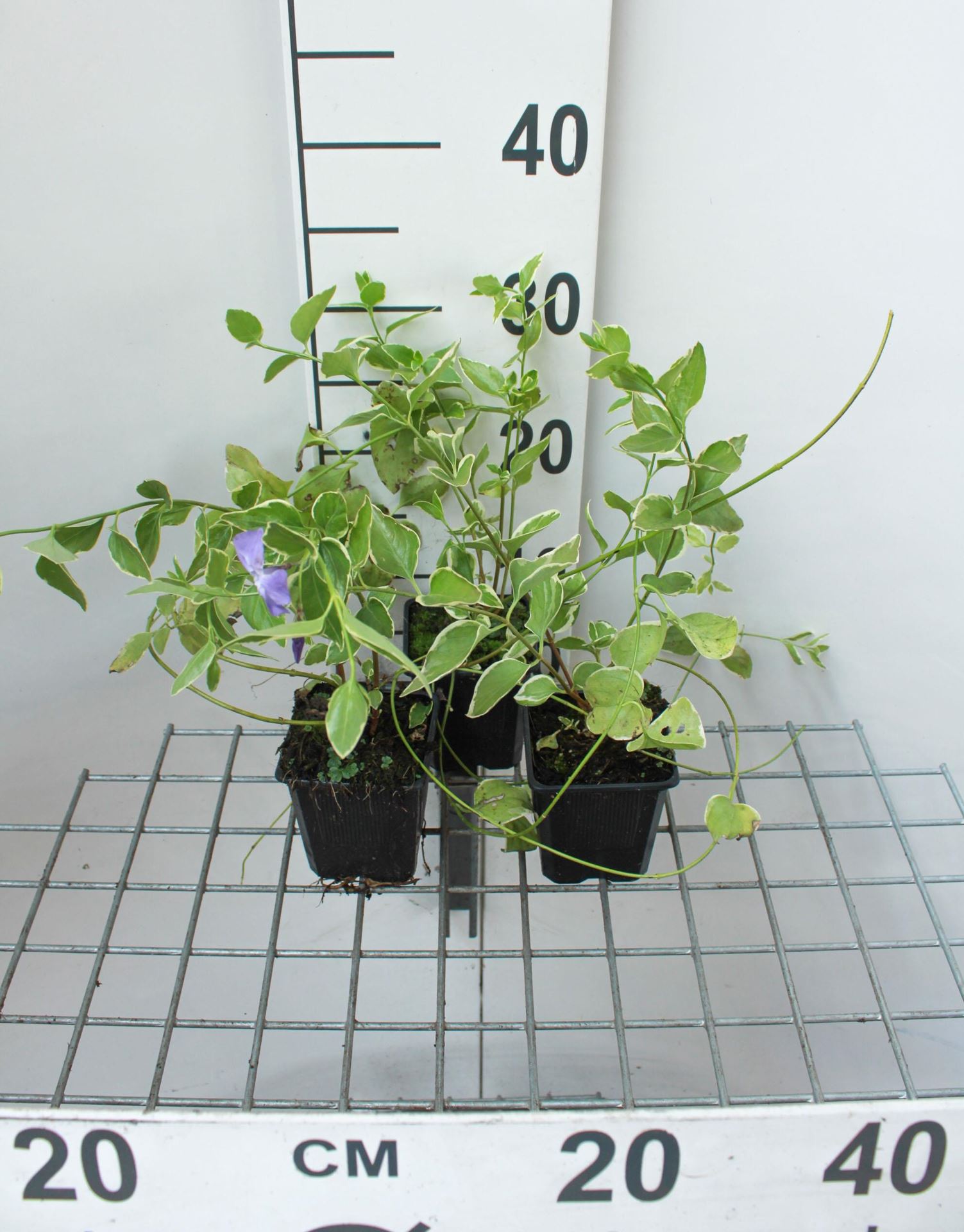 Vinca major'Variegata'- pot 9x9 cm afbeelding