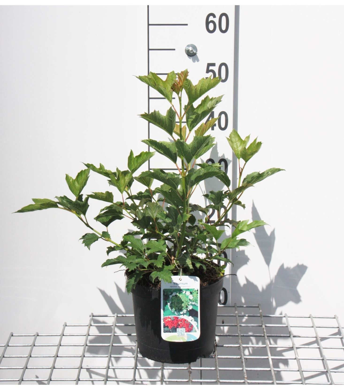 Viburnum opulus 'Compactum' - pot - 25-30 cm -
