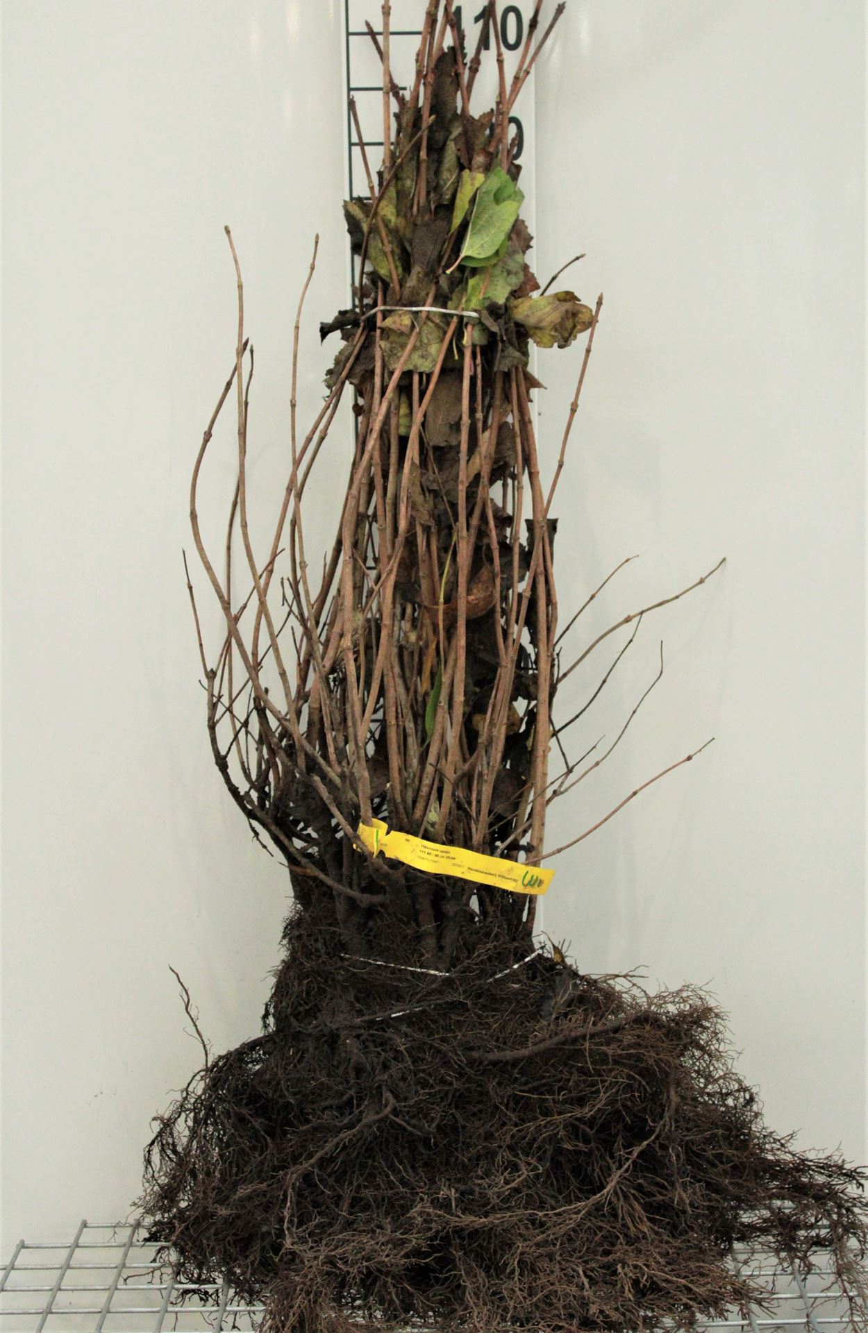 Viburnum opulus - blote wortel - 60-90 cm - 3-5 takken afbeelding
