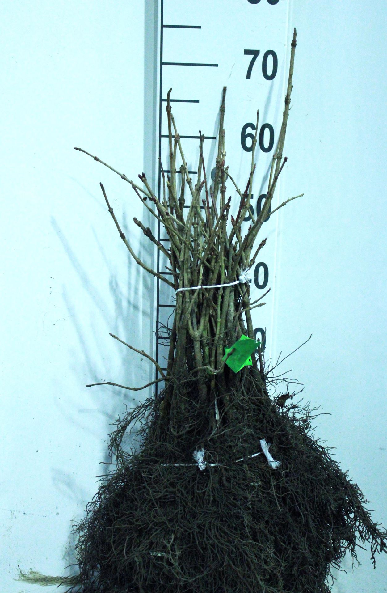Viburnum opulus - blote wortel - 40-60 cm afbeelding