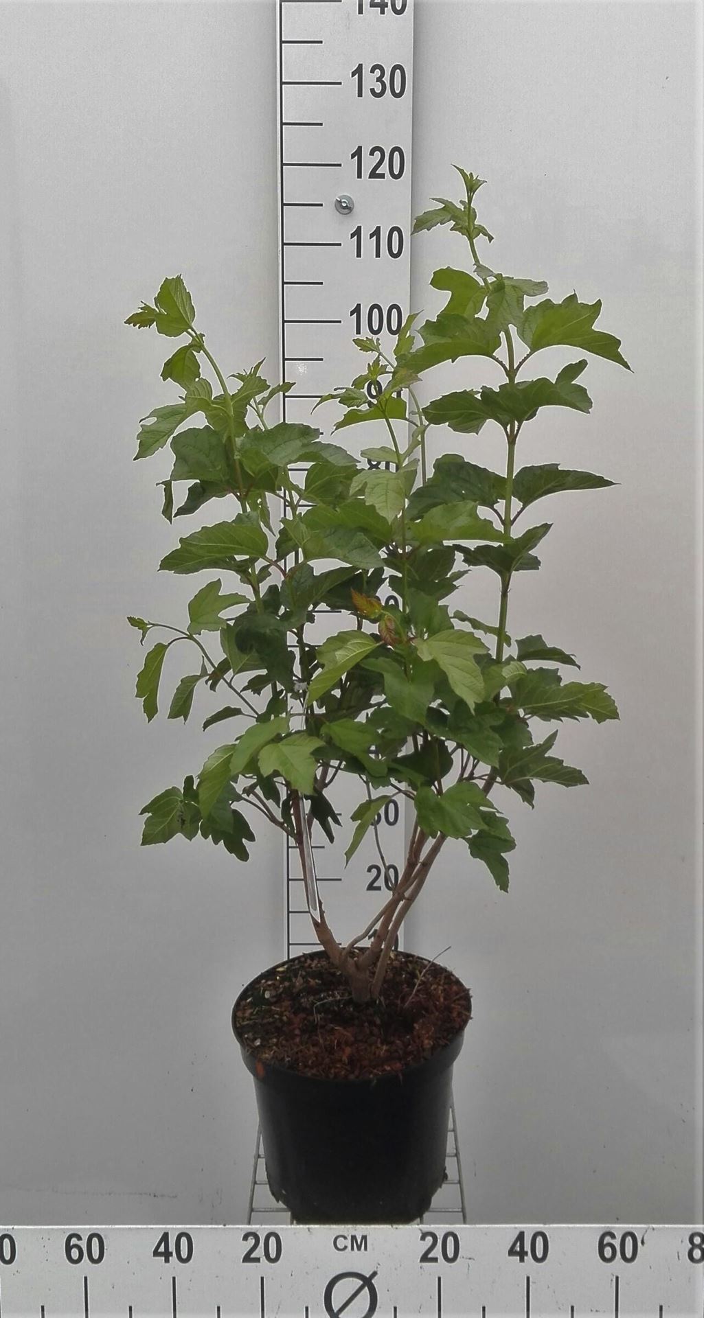 Viburnum opulus - pot 10L - 80-100 cm afbeelding