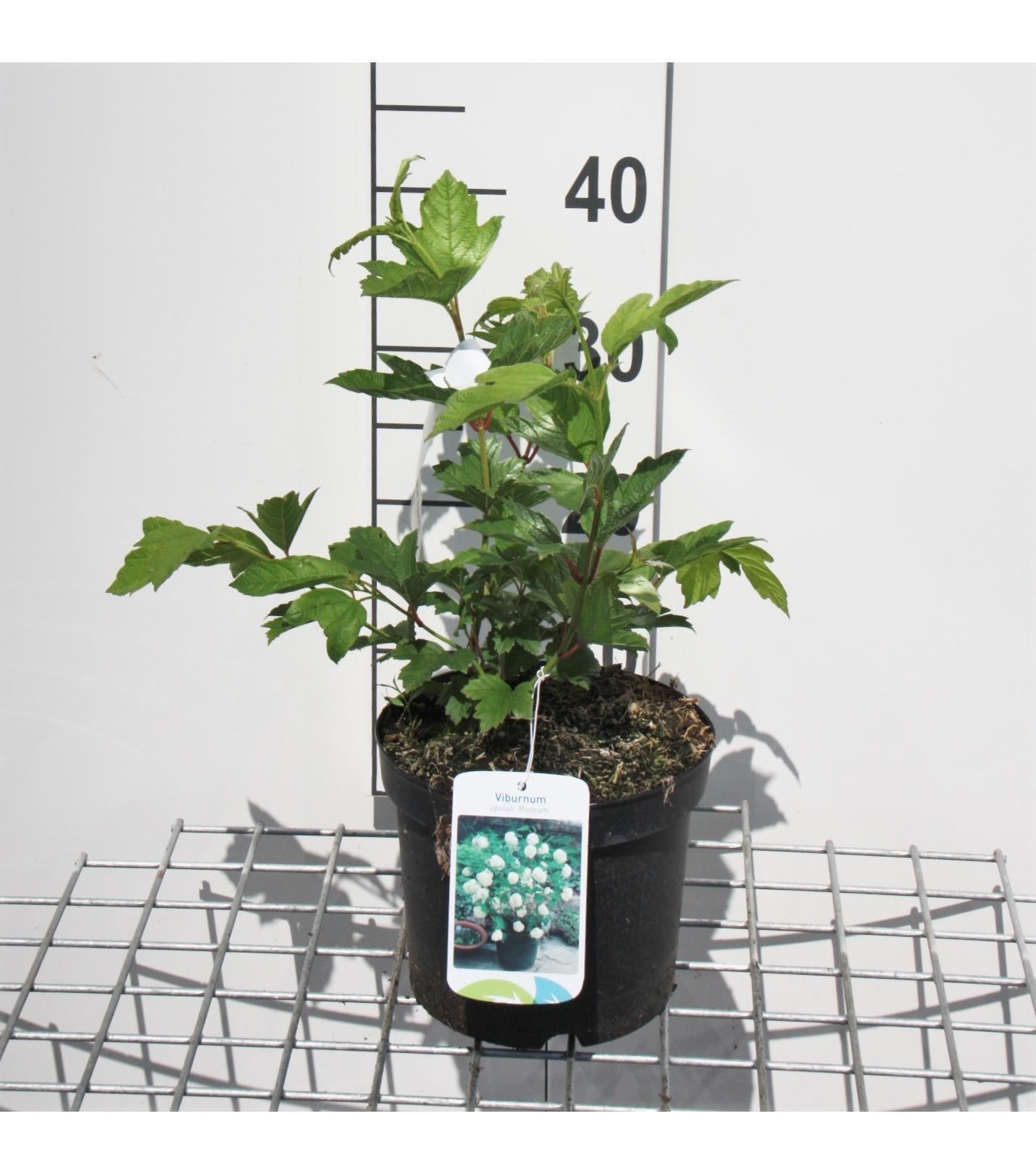 Viburnum opulus 'Roseum' - pot - 40-60 cm -