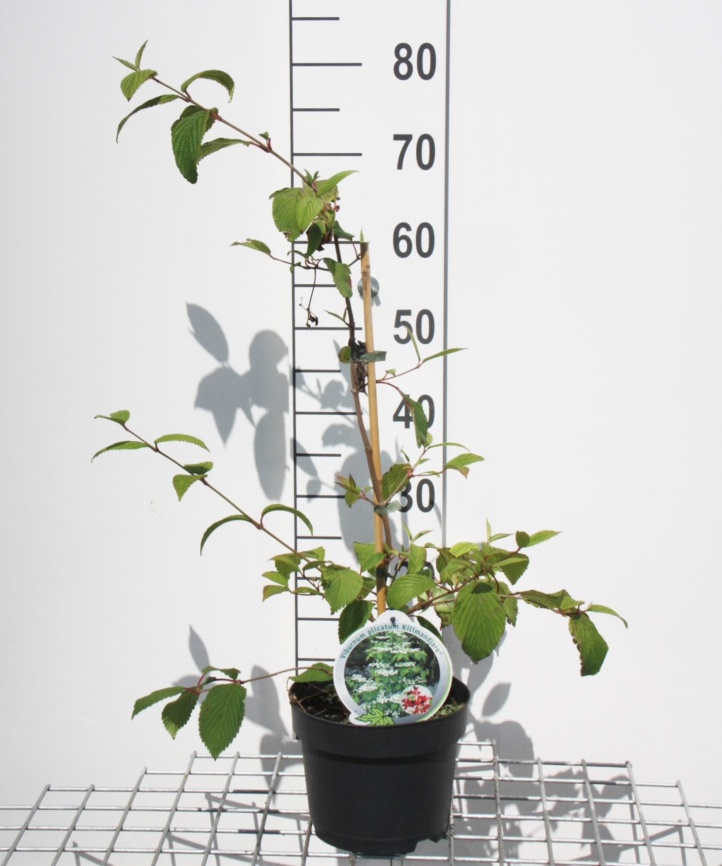 Viburnum plicatum'JWW1'(Kilimandjaro) - pot 3L - 50-60 cm - Japanse sneeuwbal afbeelding