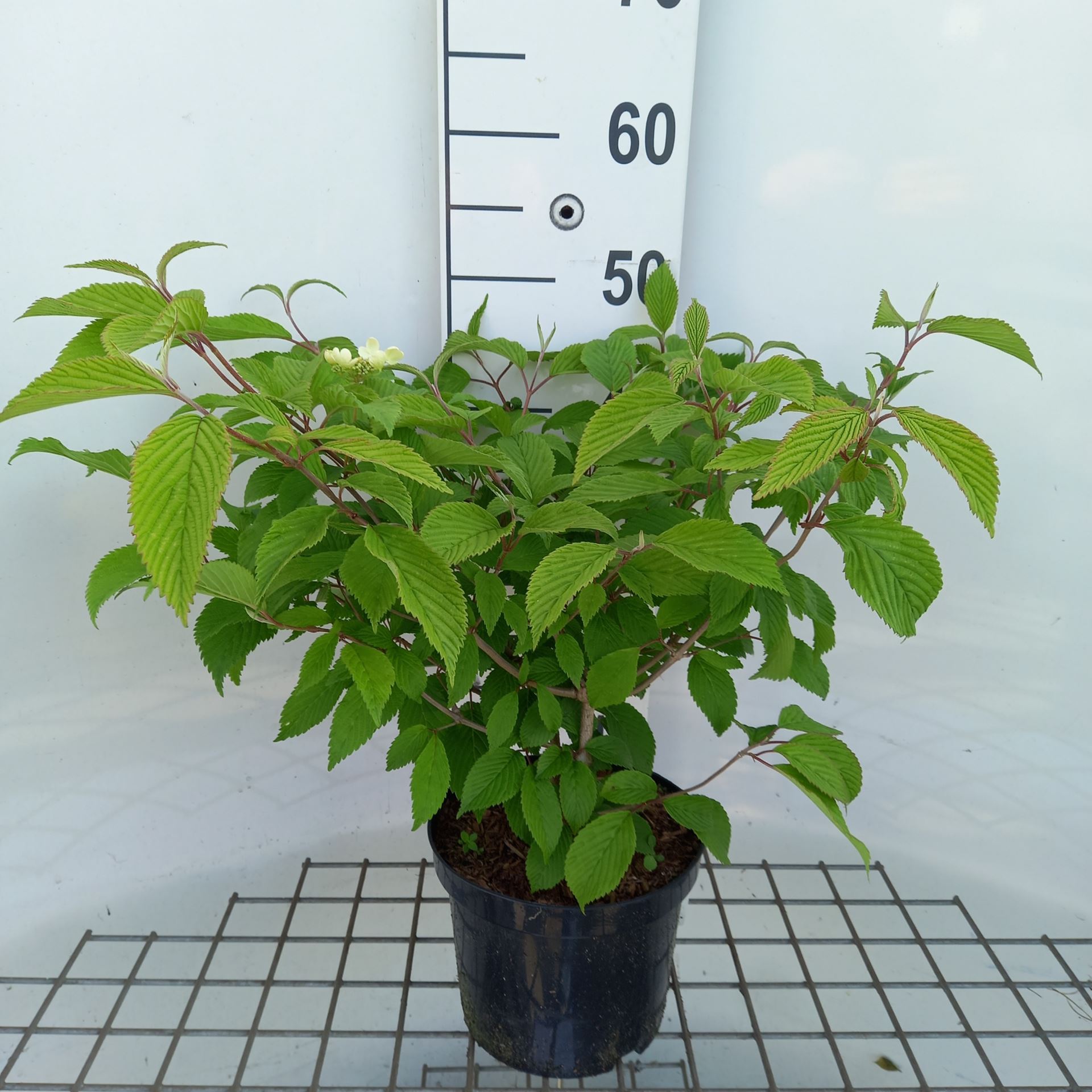 Viburnum plicatum'Lanarth'- pot - 40-60 cm afbeelding