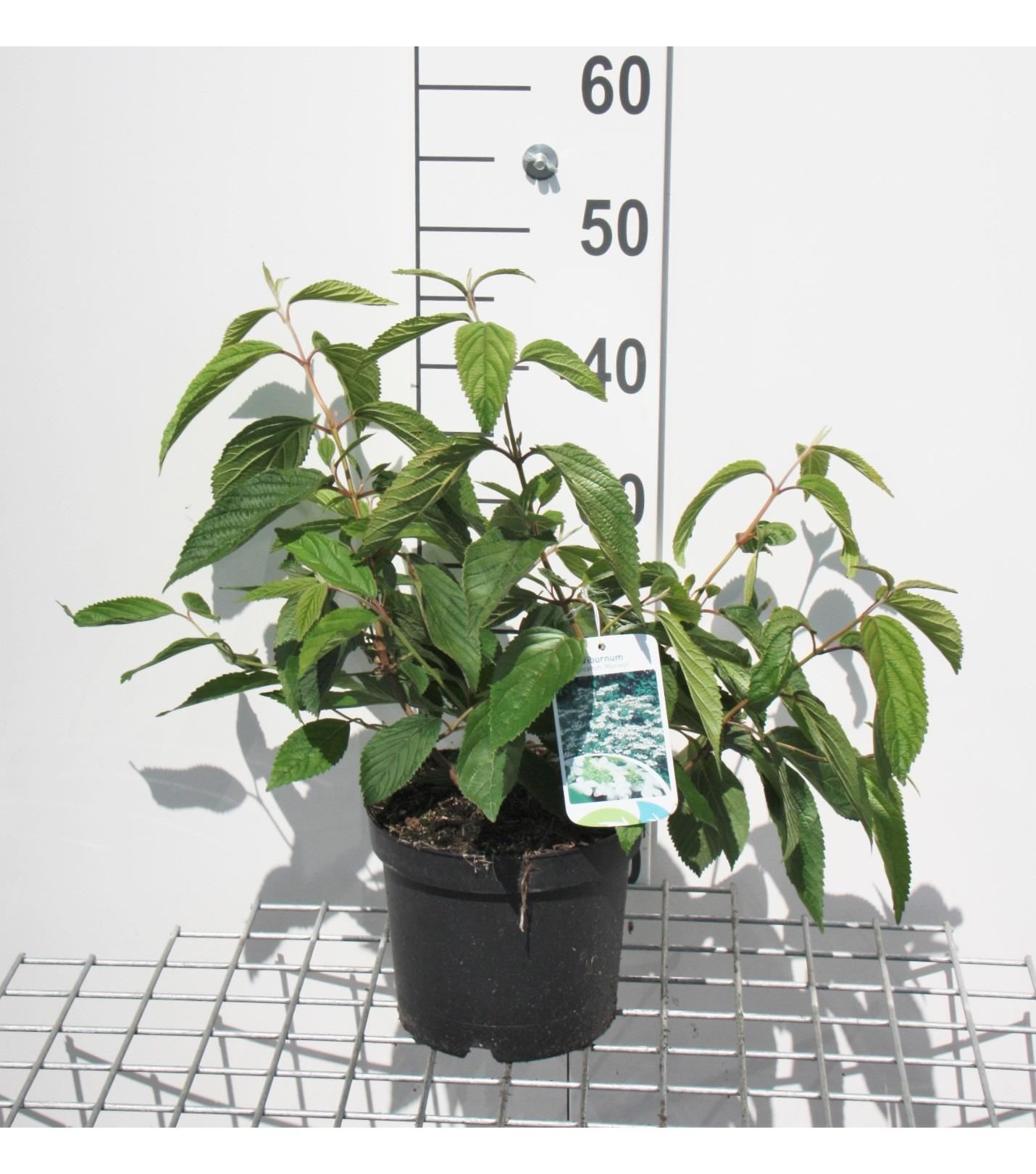 Viburnum plicatum'Mariesii'- pot - 40-60 cm - Japanse sneeuwbal afbeelding