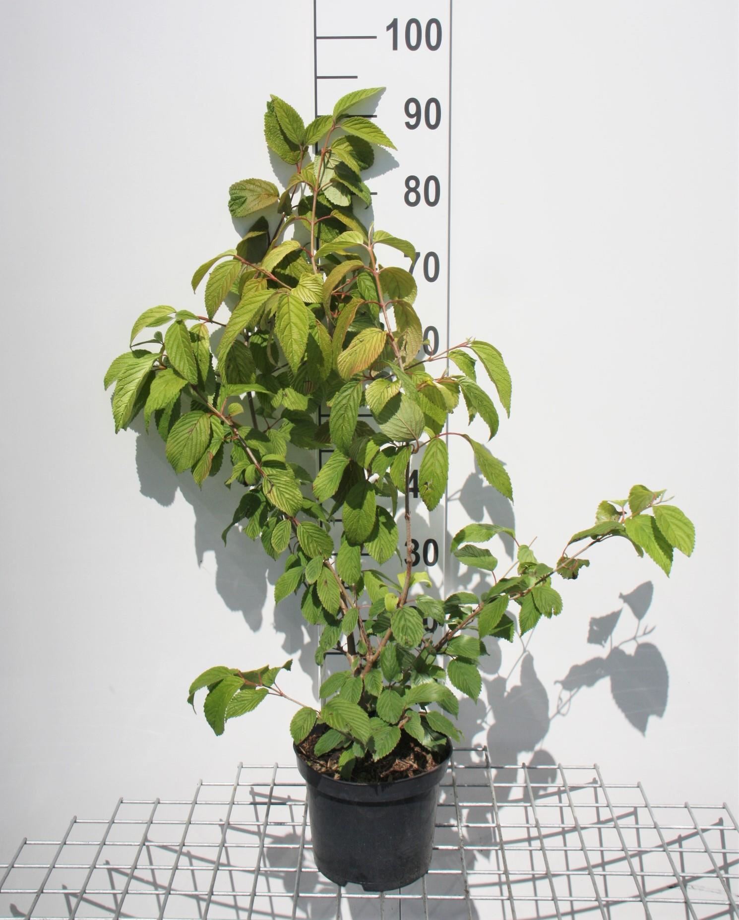Viburnum plicatum f. tomentosum - pot - 40-60 cm afbeelding
