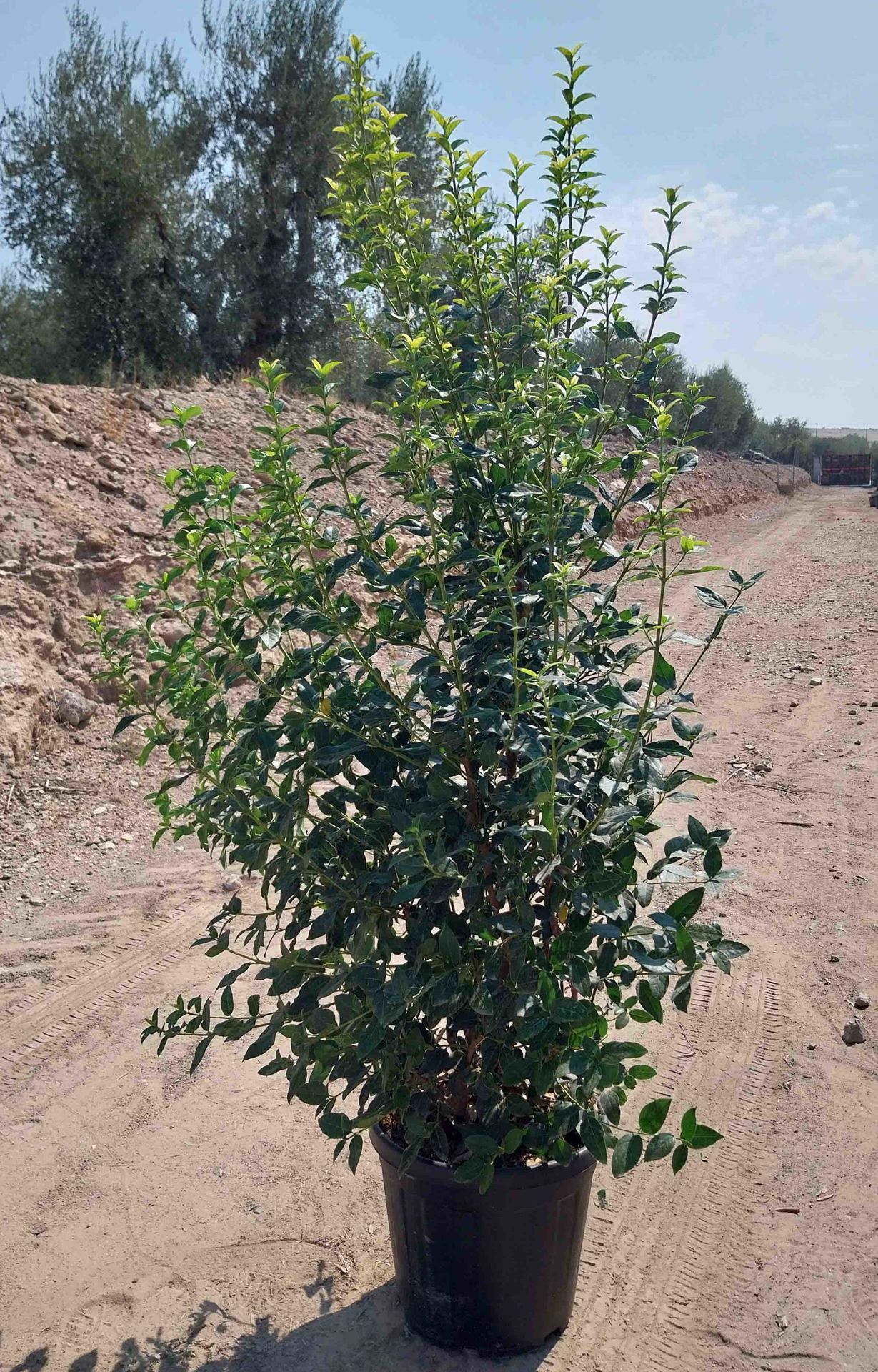 Viburnum tinus 'Eve Price' - pot 35L - 125-150 cm -