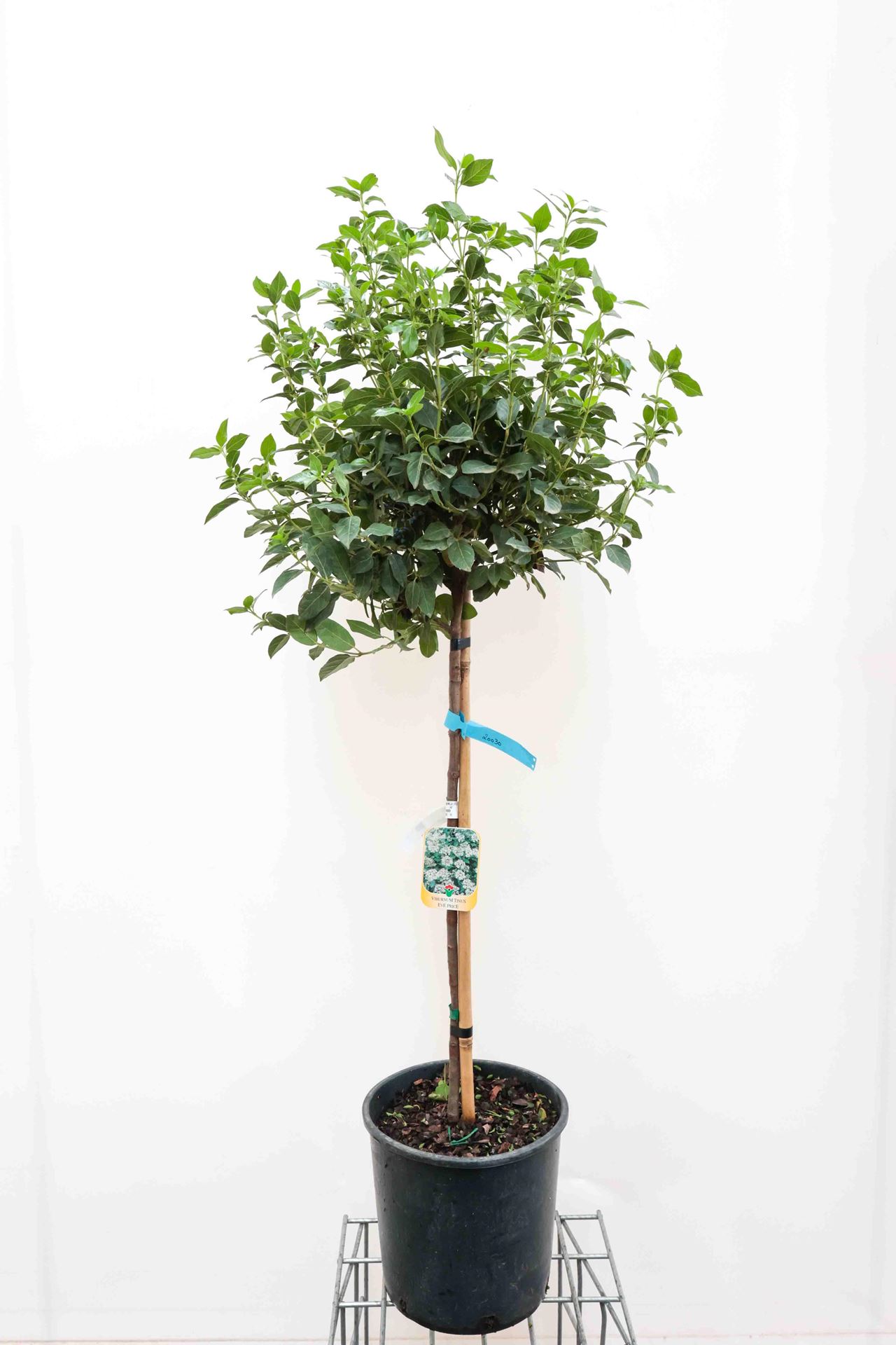 Viburnum tinus'Eve Price'- pot 18L - halfstam boom afbeelding