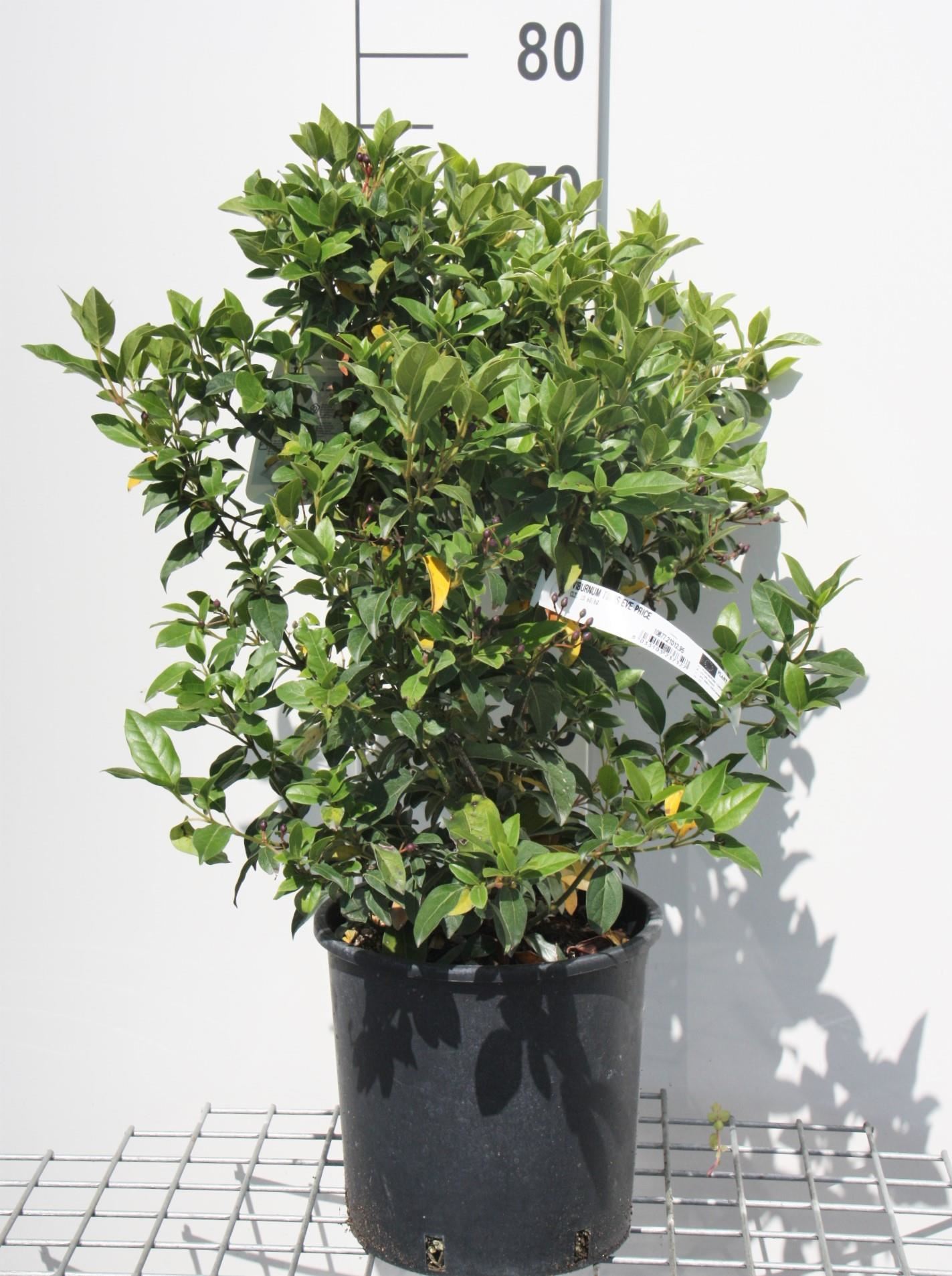 Viburnum tinus'Eve Price'- pot 10L - 60-80 cm afbeelding