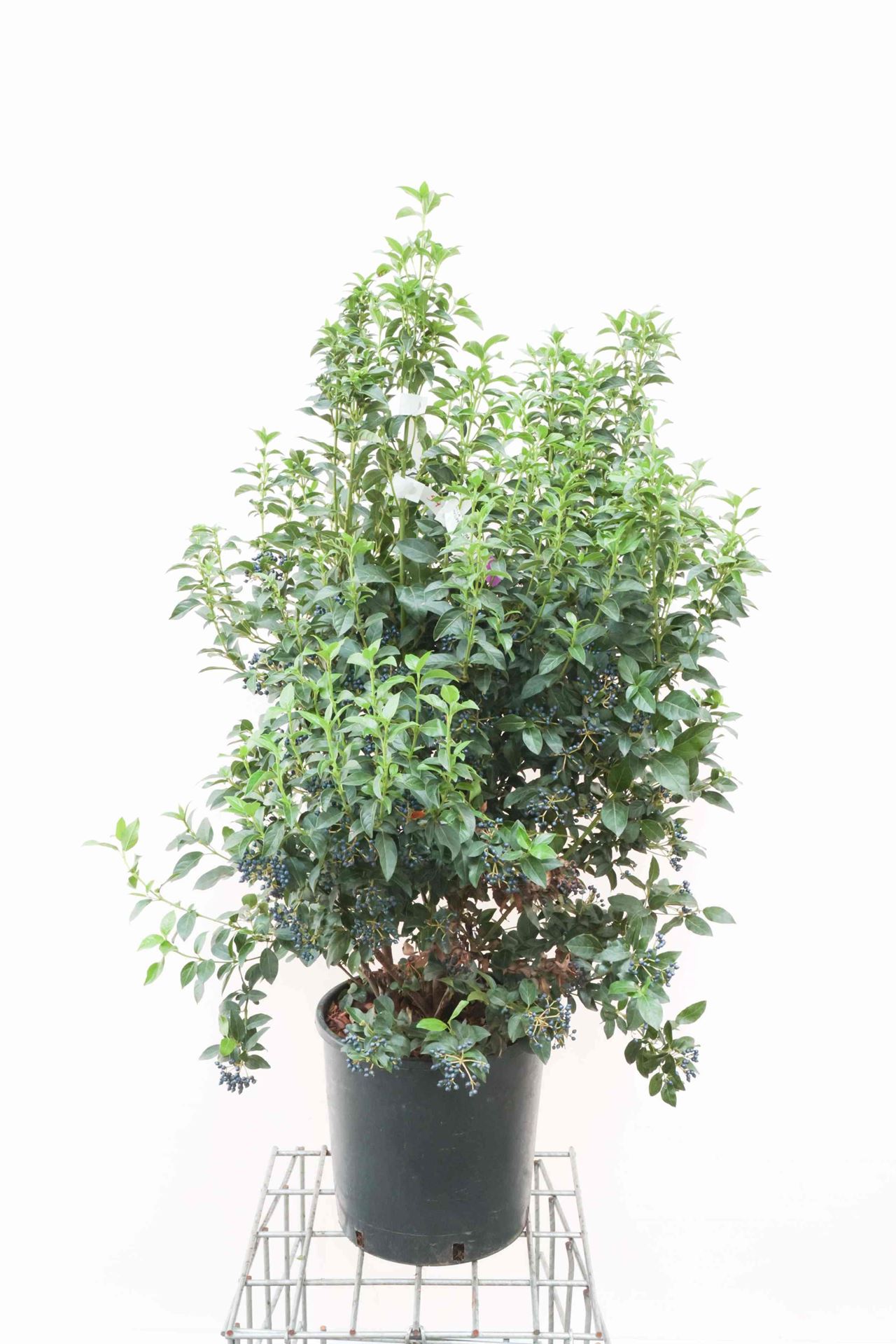 Viburnum tinus'Eve Price'- pot 18L - 80-100 cm afbeelding