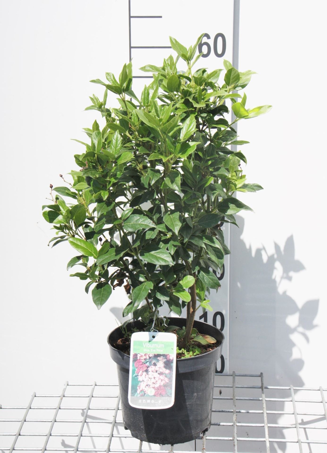 Viburnum tinus 'Eve Price' - pot 5L - 50-60 cm -