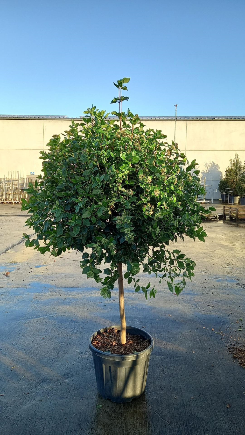Viburnum tinus'Eve Price'- pot 45L - halfstam boom - Duizendblad / Gewoon duizendblad afbeelding