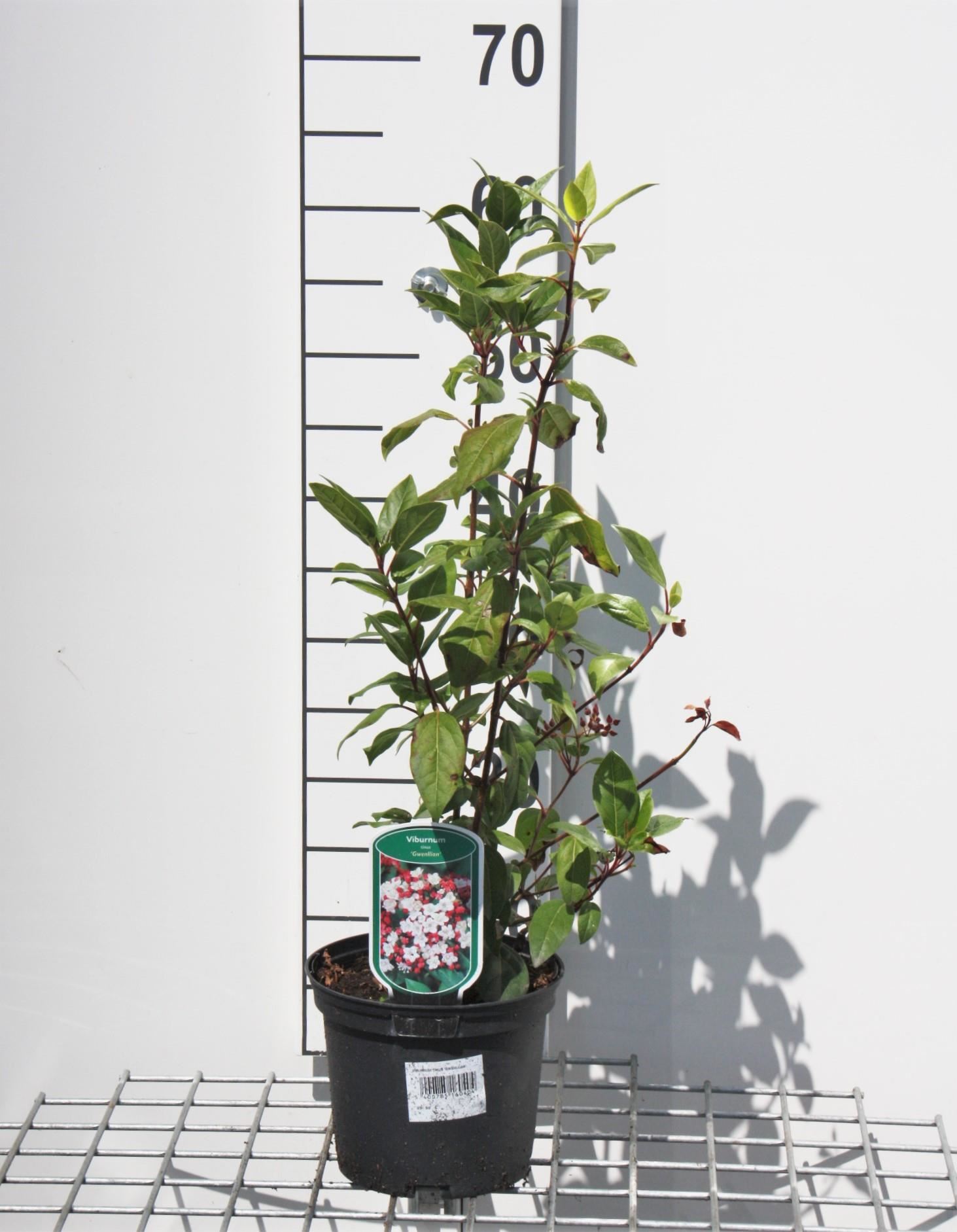 Viburnum tinus'Gwenllian'- pot - 25-30 cm afbeelding