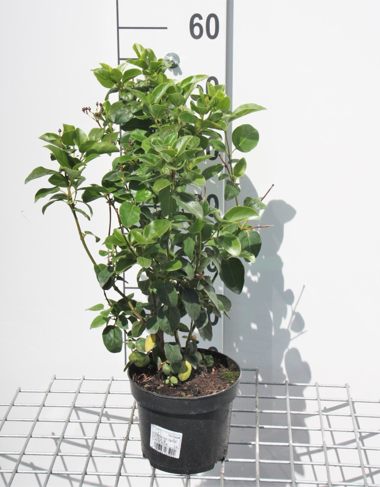 Viburnum tinus 'Loren' (Lisarose) - pot - 25-30 cm