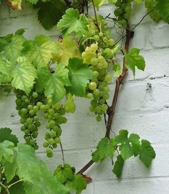 Vitis'Vroege van der Laan'- pot - 50-60 cm afbeelding