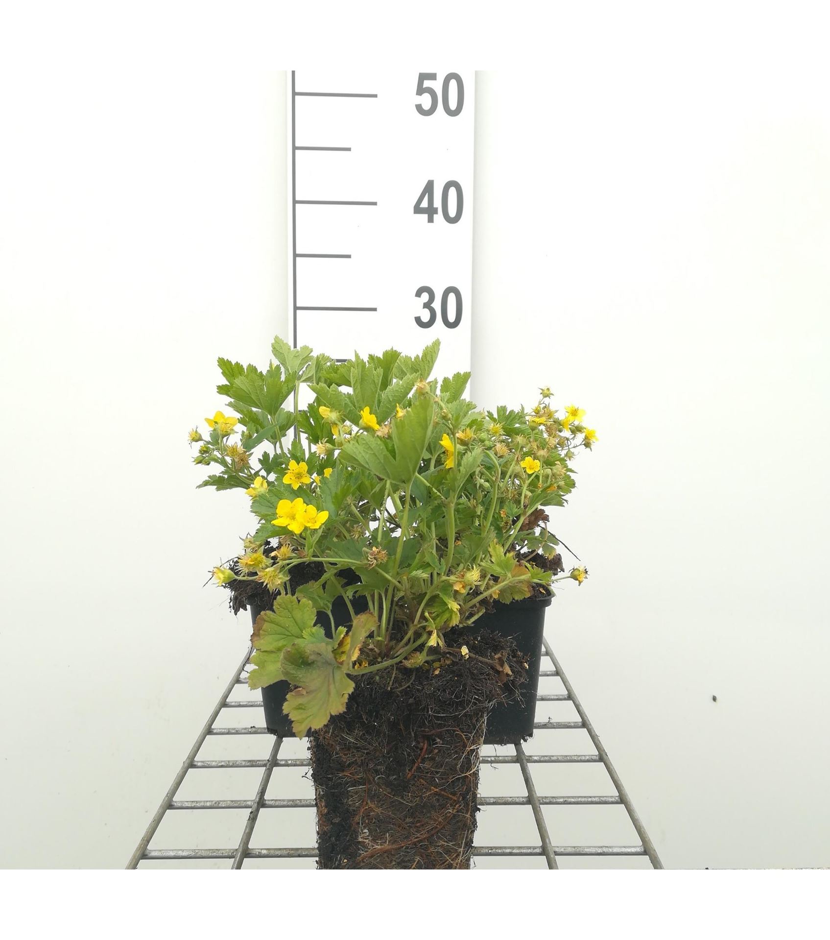 Waldsteinia geoides - pot 9x9 cm - Waldsteinia geoides afbeelding