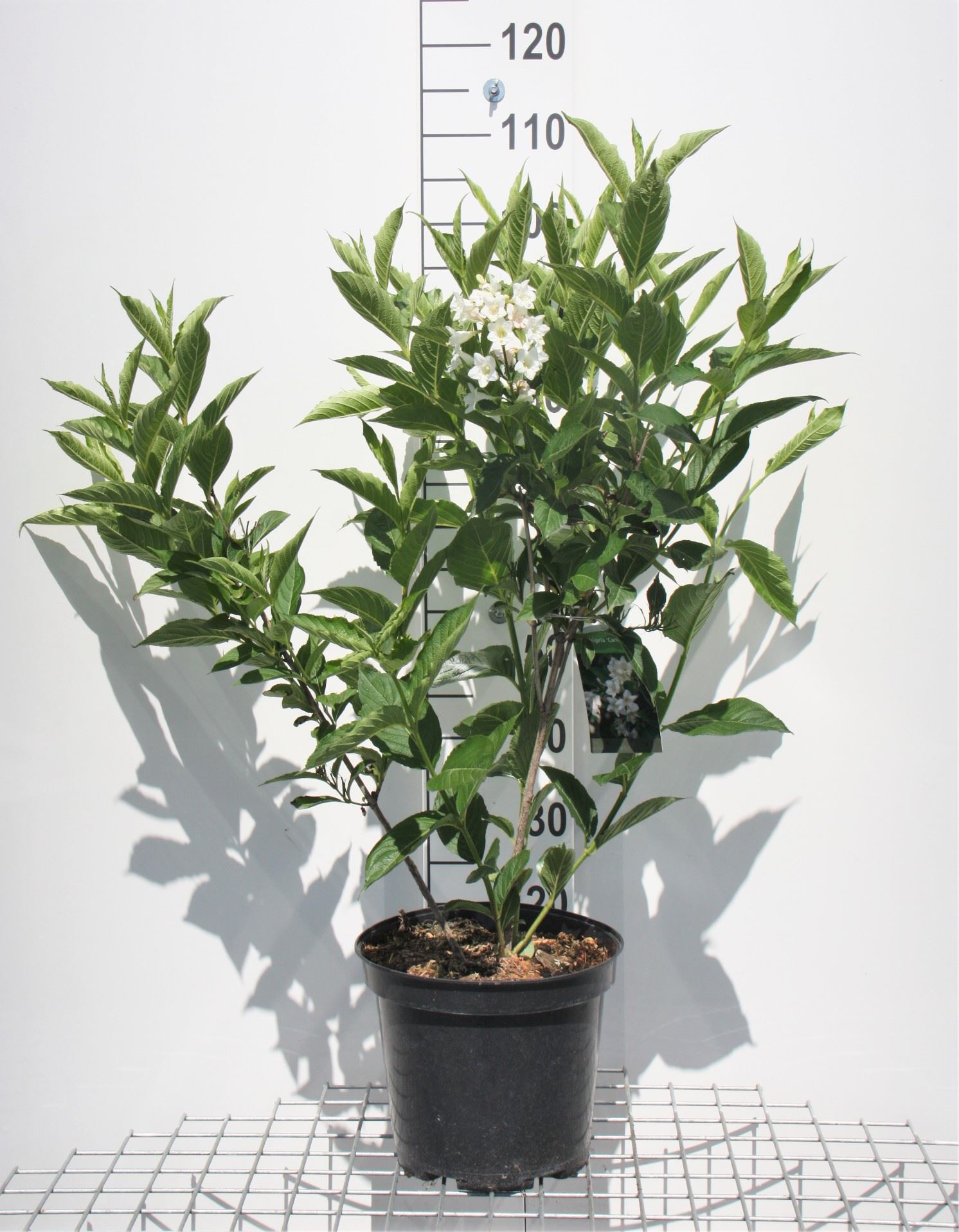 Weigela 'Candida' - pot 10L - 80-100 cm